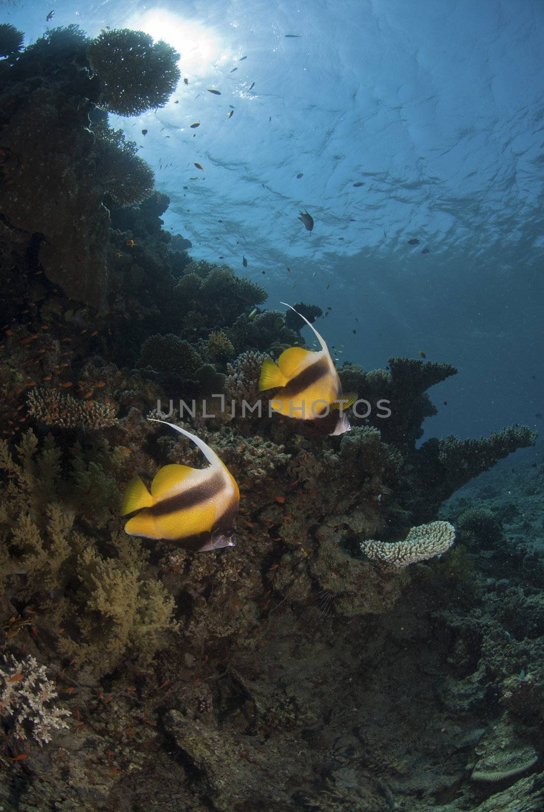 Moorish Idol making their way through the reef, Dahab, Egypt