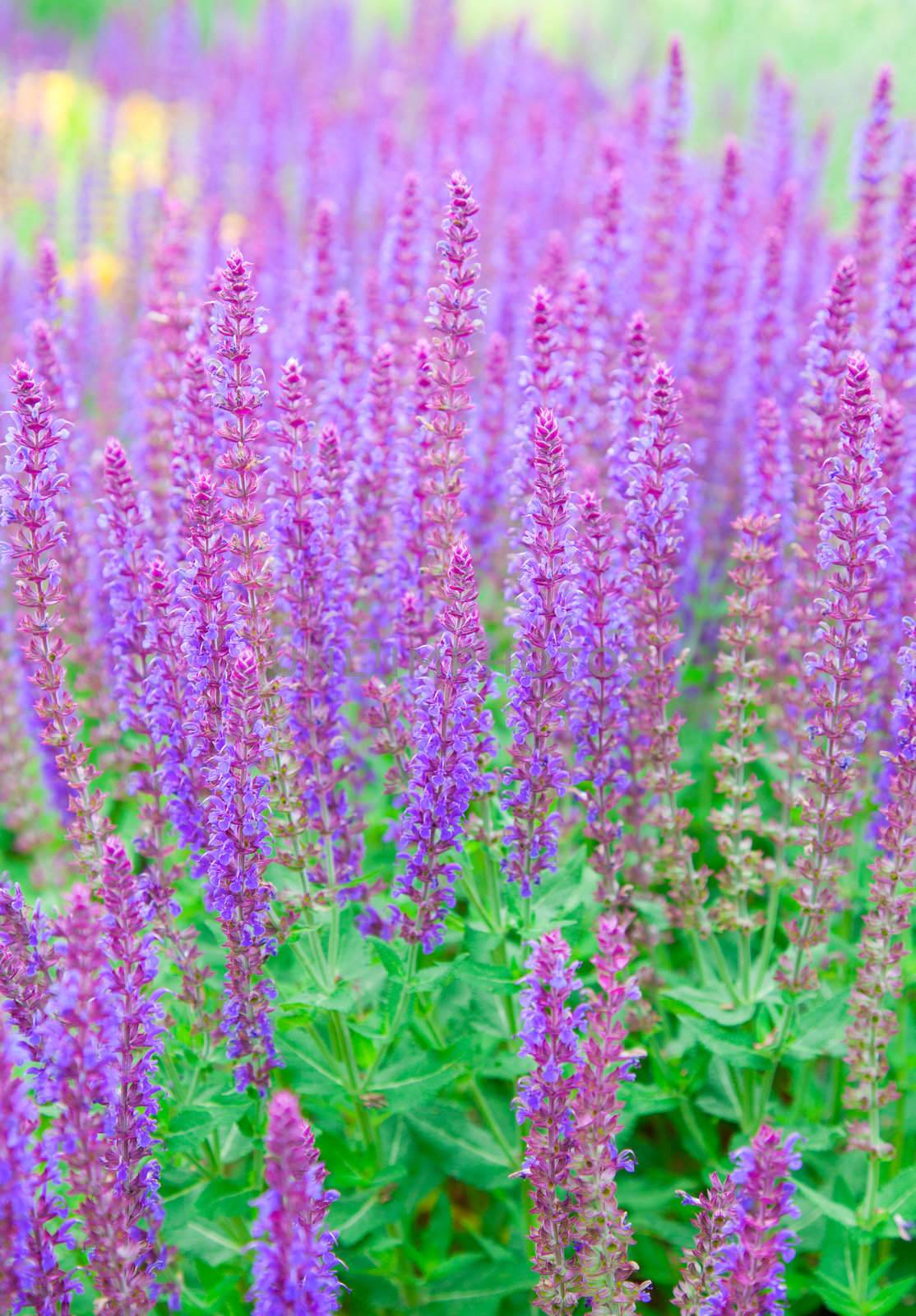 salvia officinalis. field of sage 