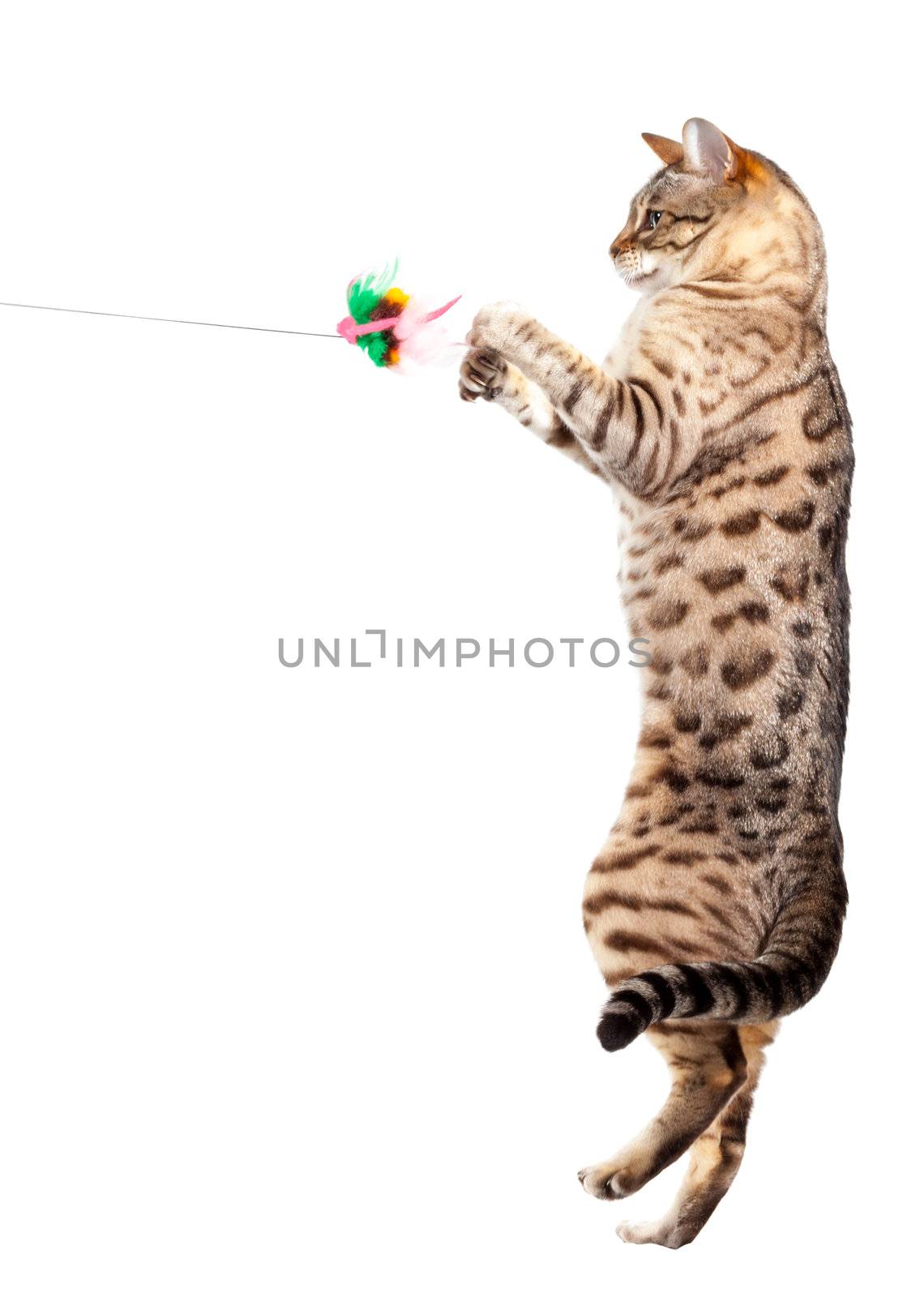 Young bengal cat or kitten clawing at the air while jumping upwards towards a toy