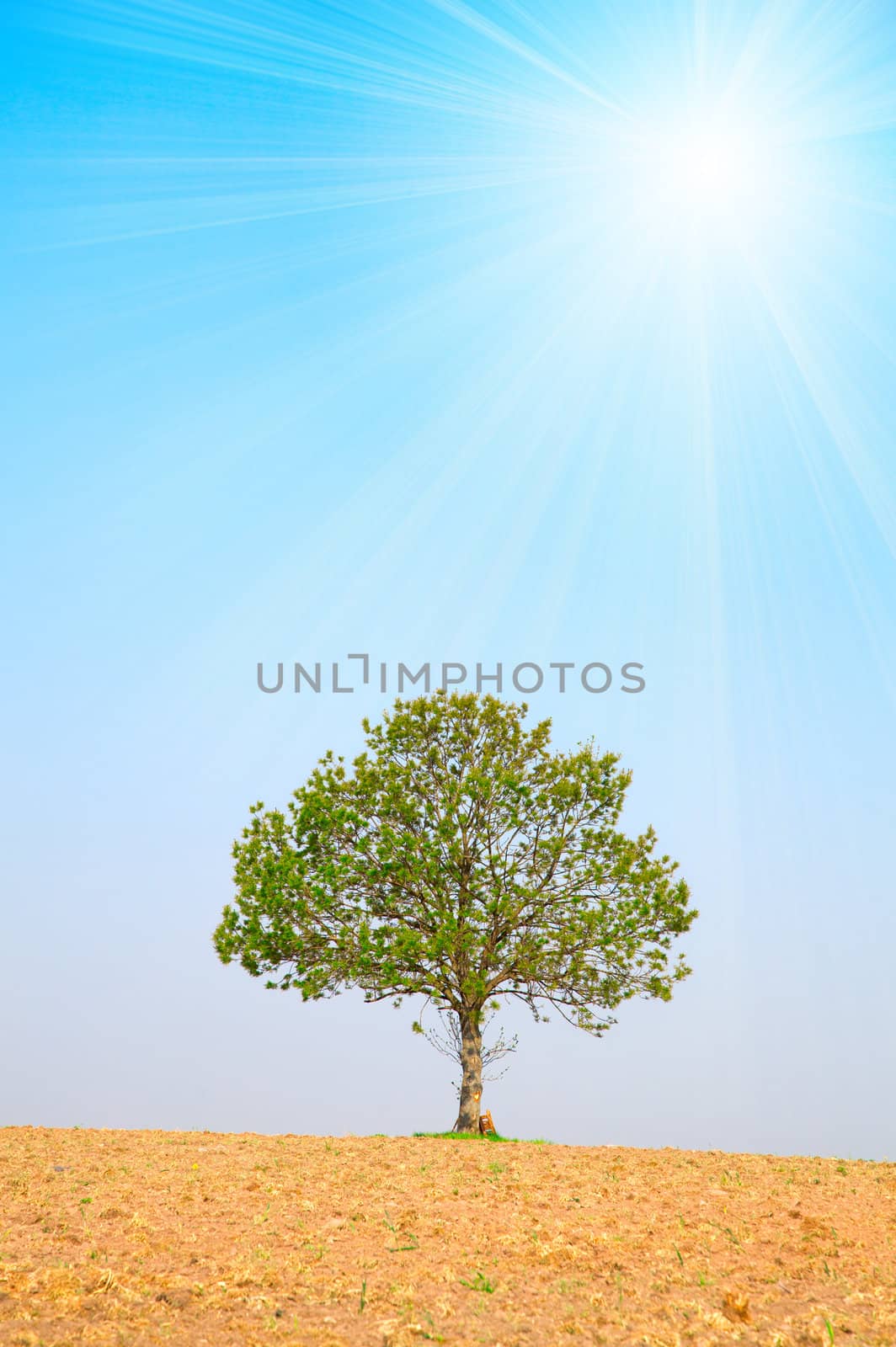 tree and sun on blue sky, around on the ploughed earth. 