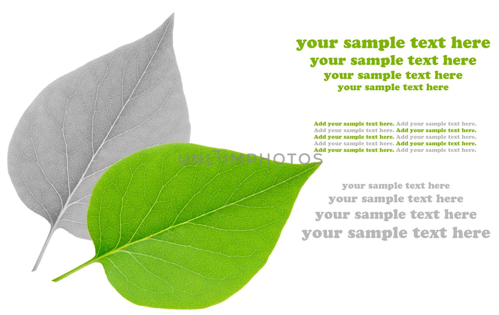 leaf isolated on white background  by motorolka