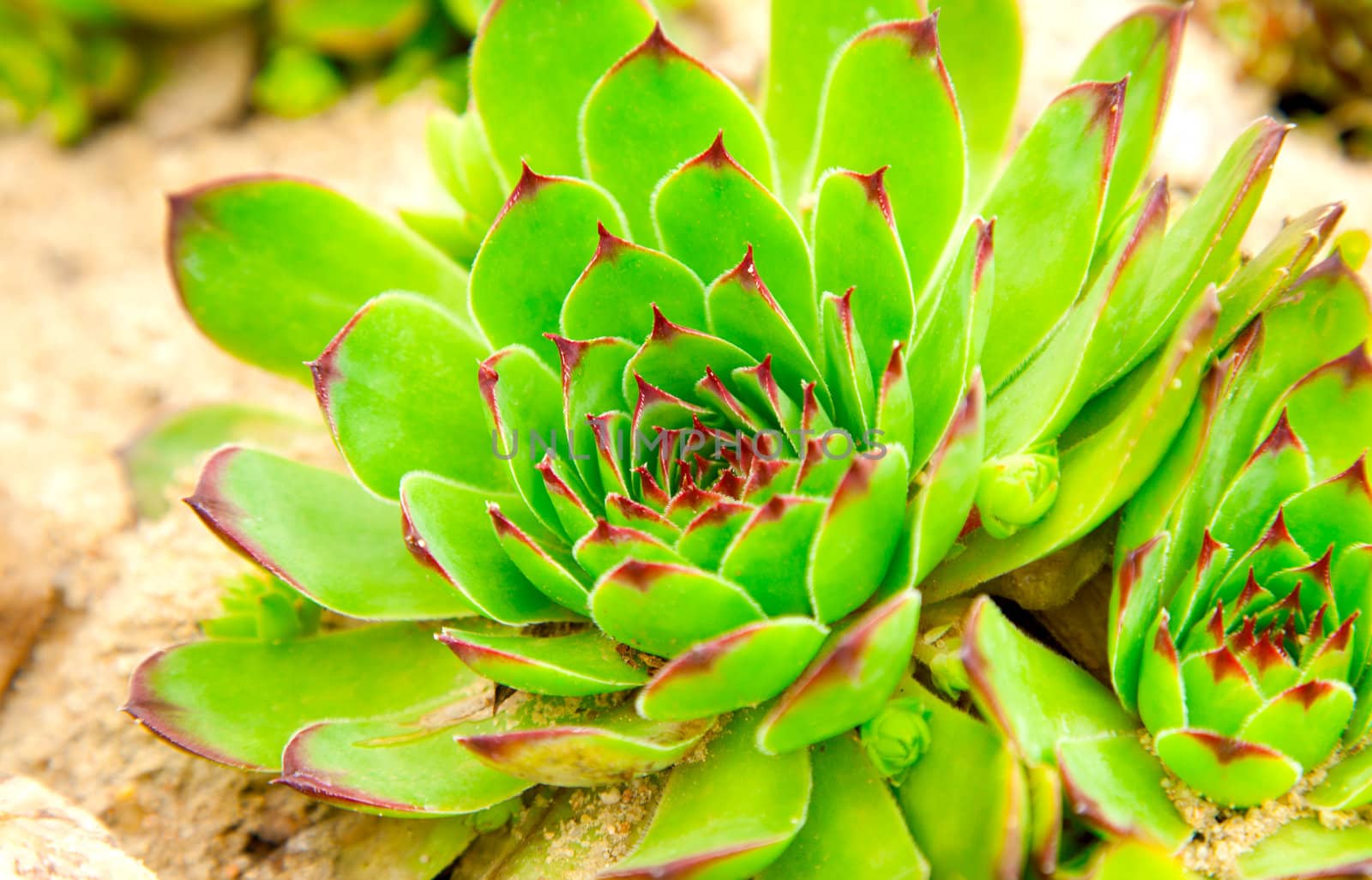 houseleek - Sempervivum 