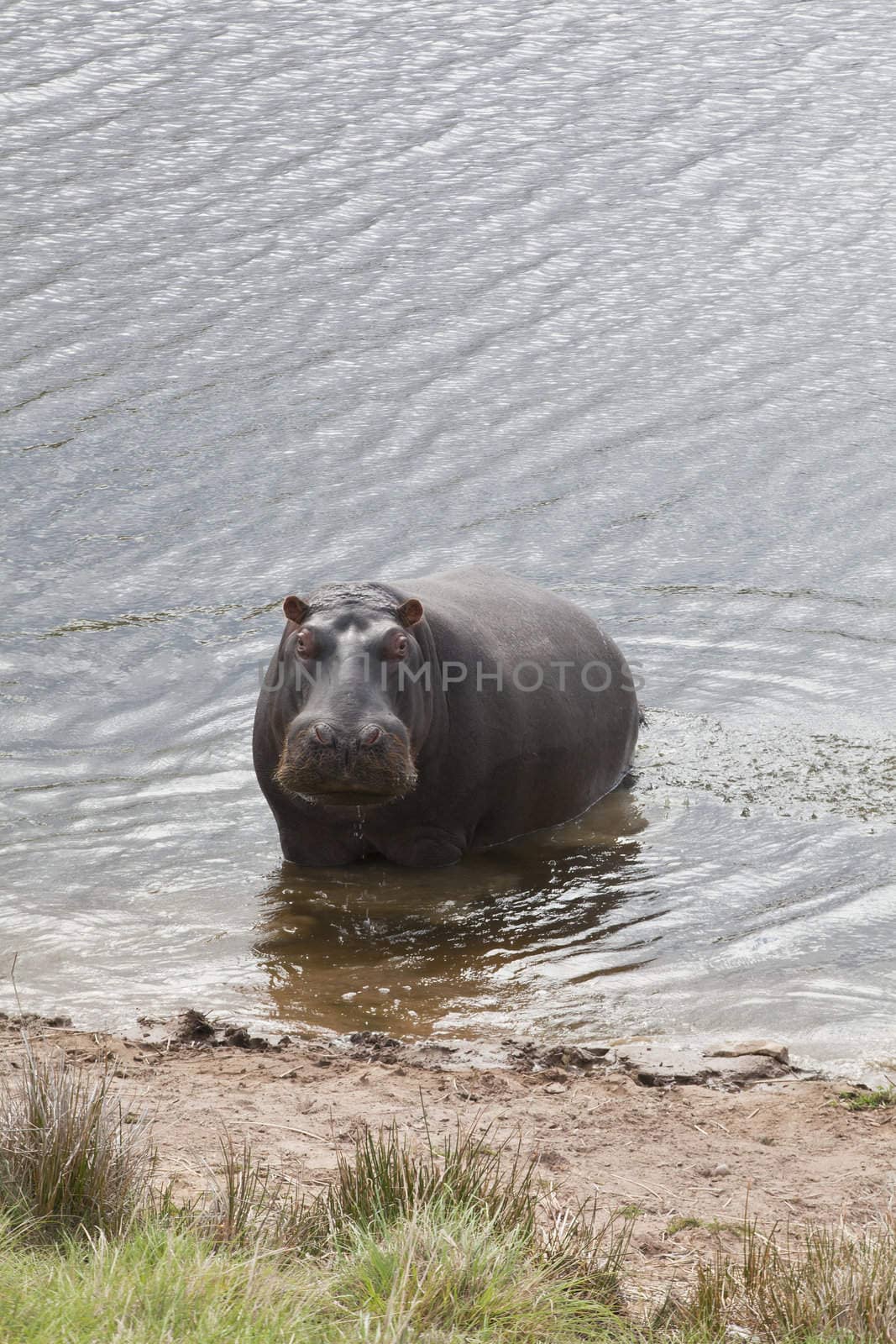 Hippopotamus bathing in a river in a game reserve, South Africa