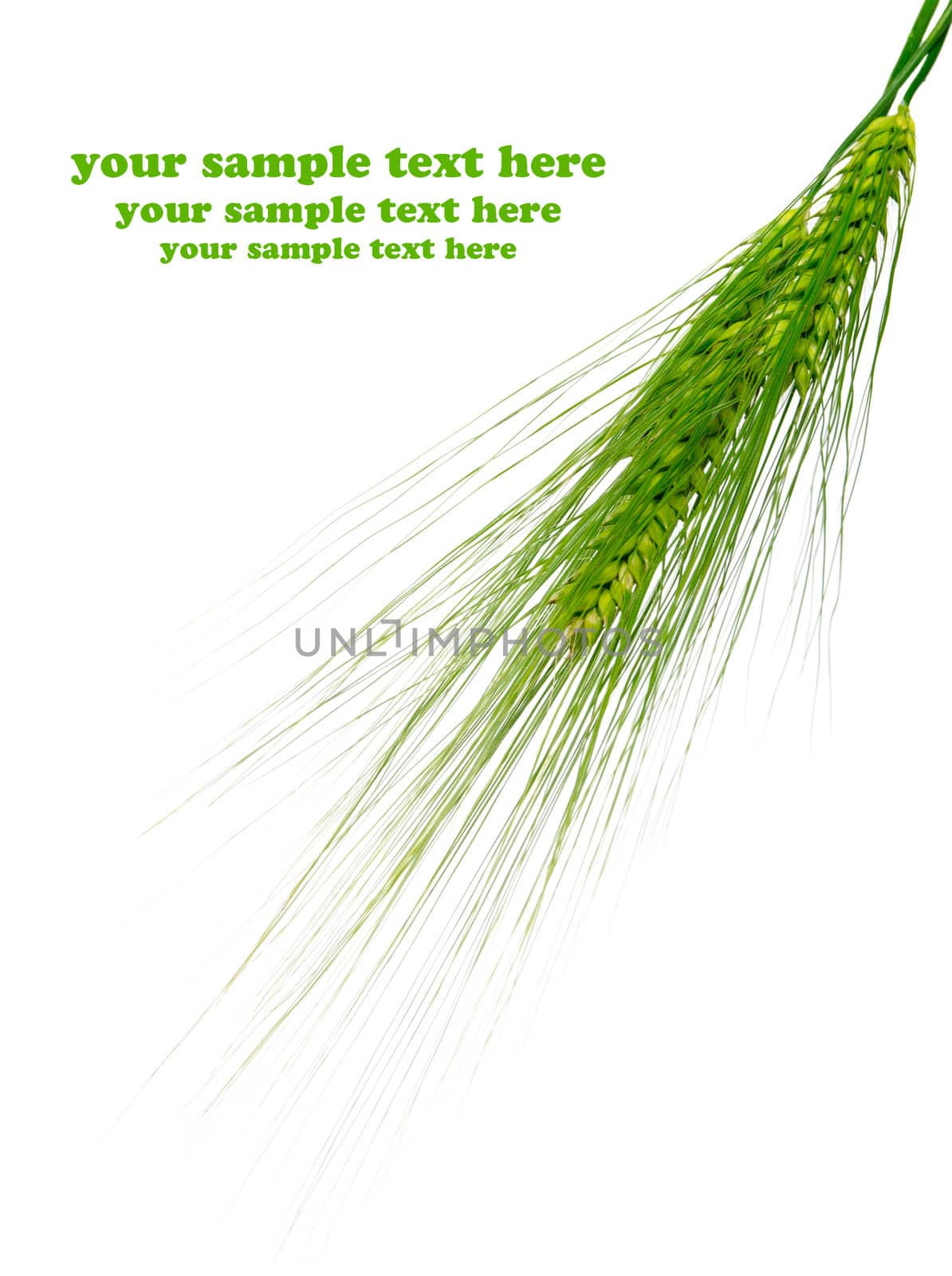 Green rye spikes with room for text on white background  by motorolka