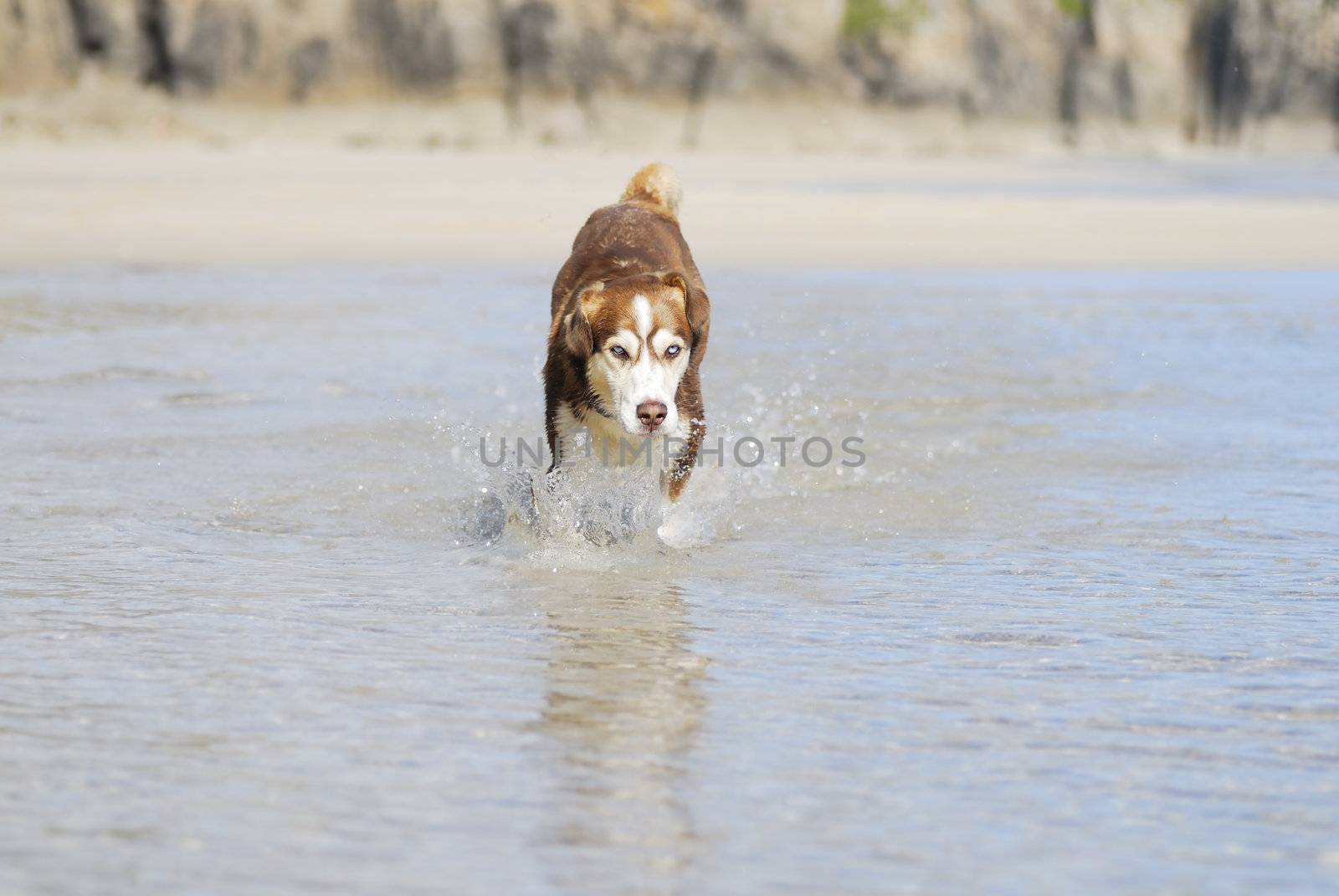 Husky dog running towards the camera splashing towards the camera.