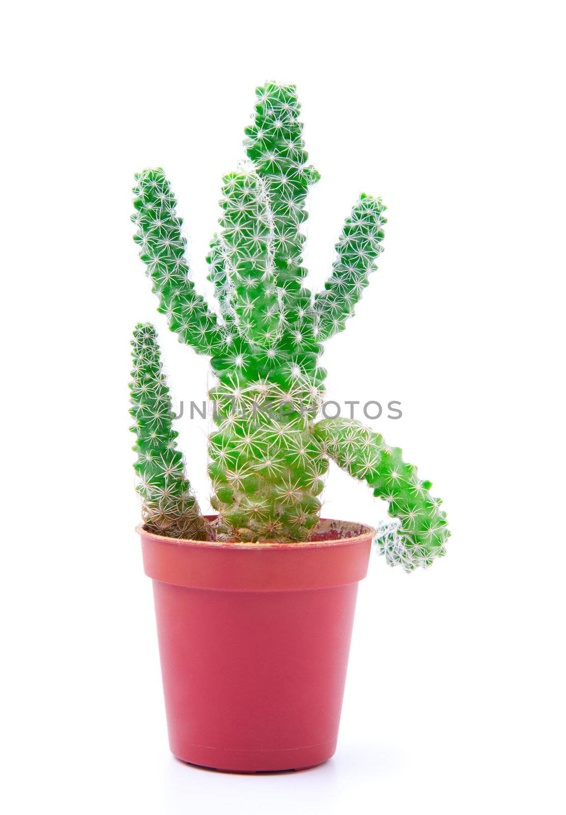 cactus by motorolka