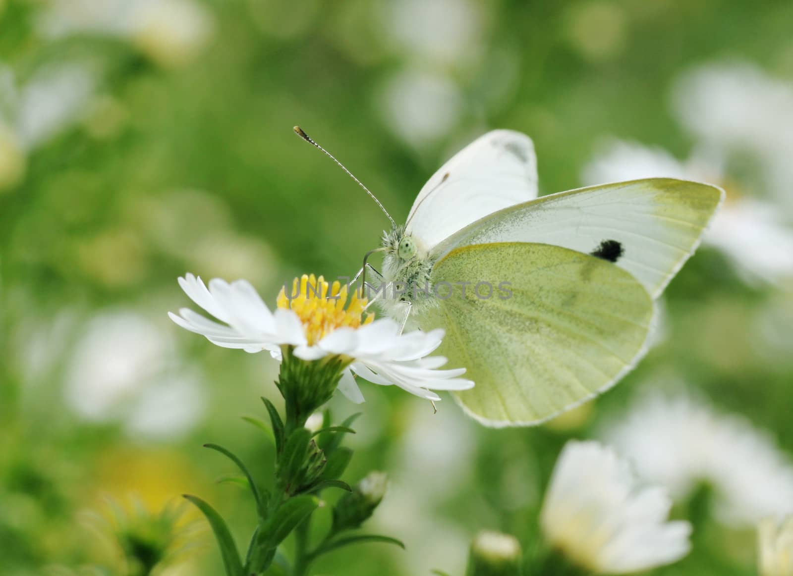 close up of white cabbage butterfly on flower
