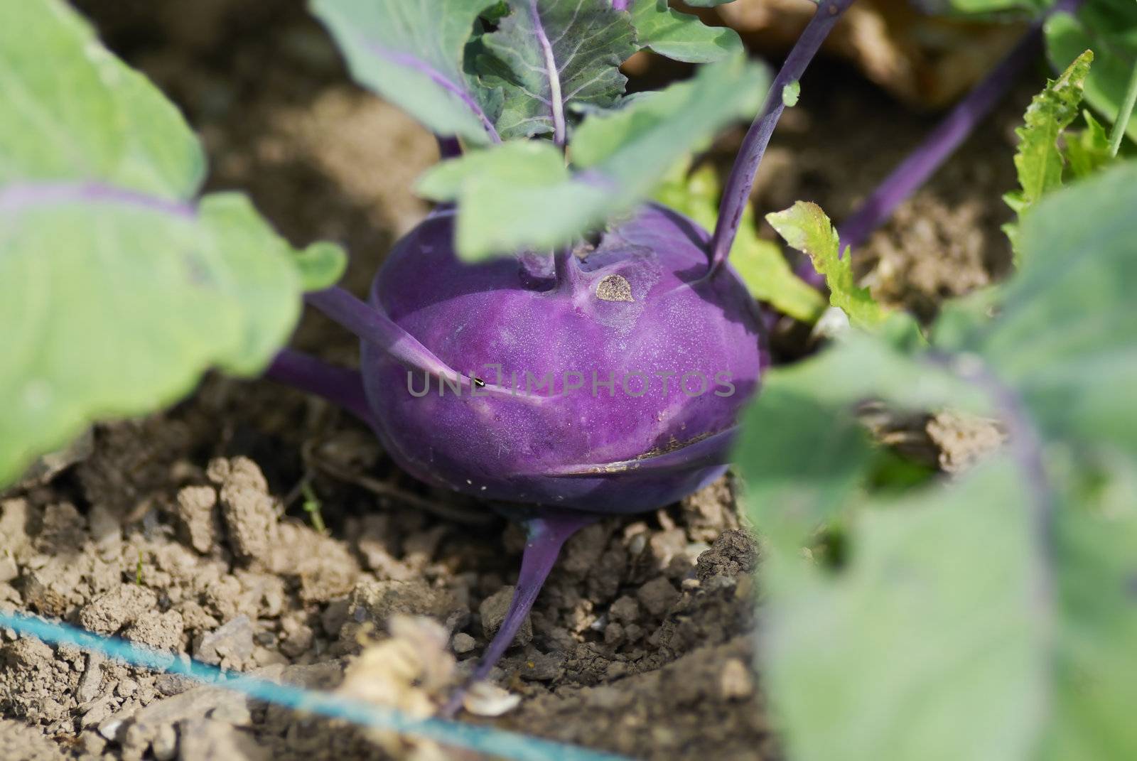 Kohlrabi (German turnip) (Brassica oleracea Gongylodes group)