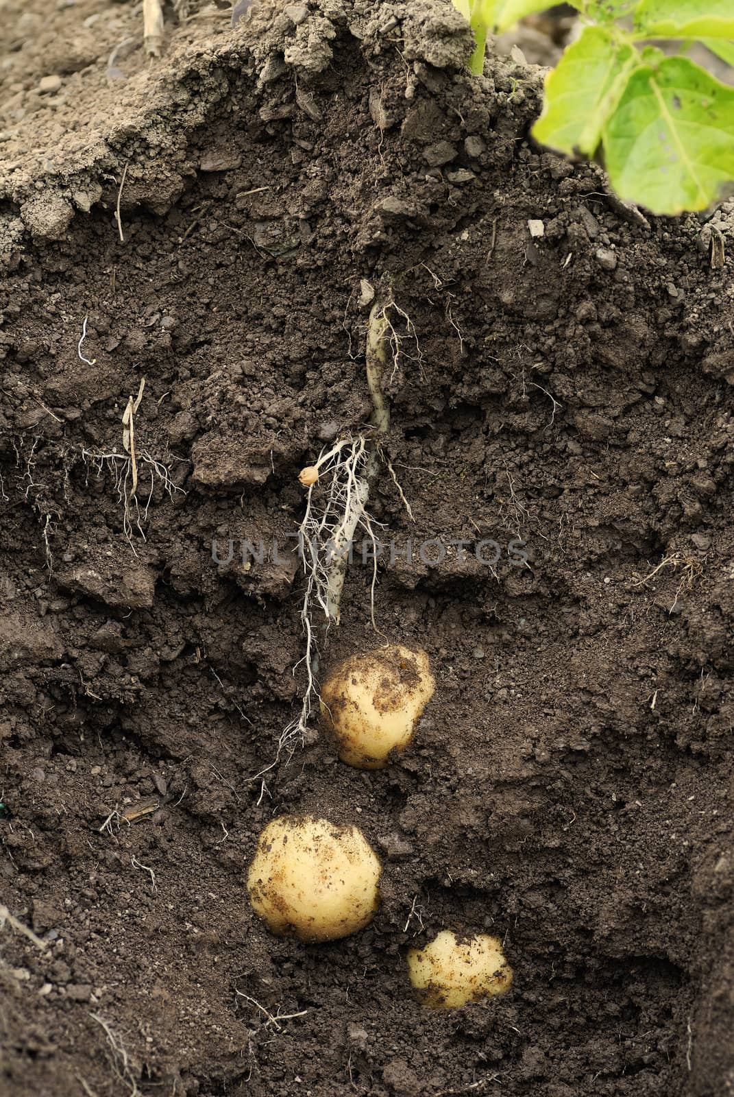 First early potatoes (swift) and tubers shown as a cross section through earth.