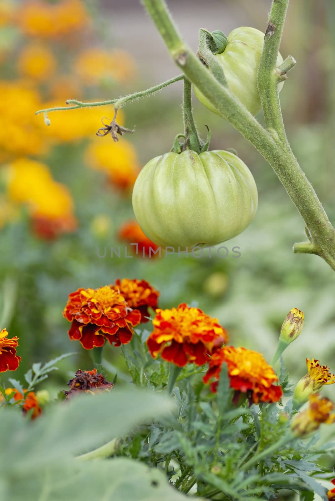 Companion planting of tomatoes & marigolds.