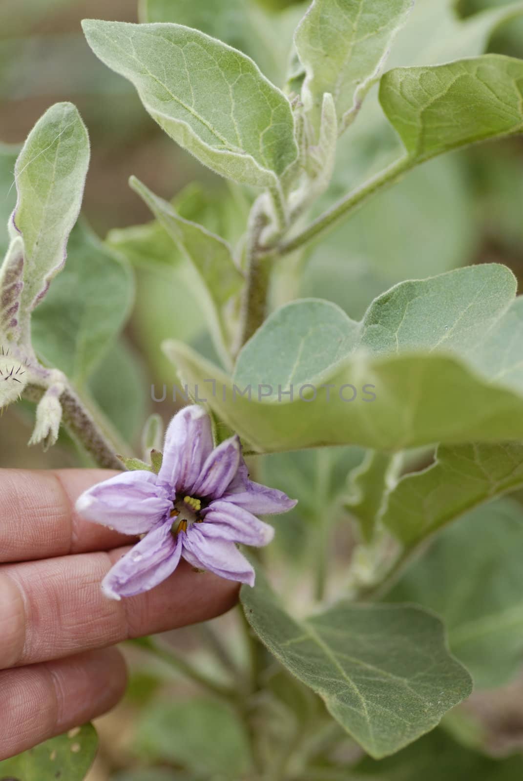 Fingers clasping an aubergine flower.