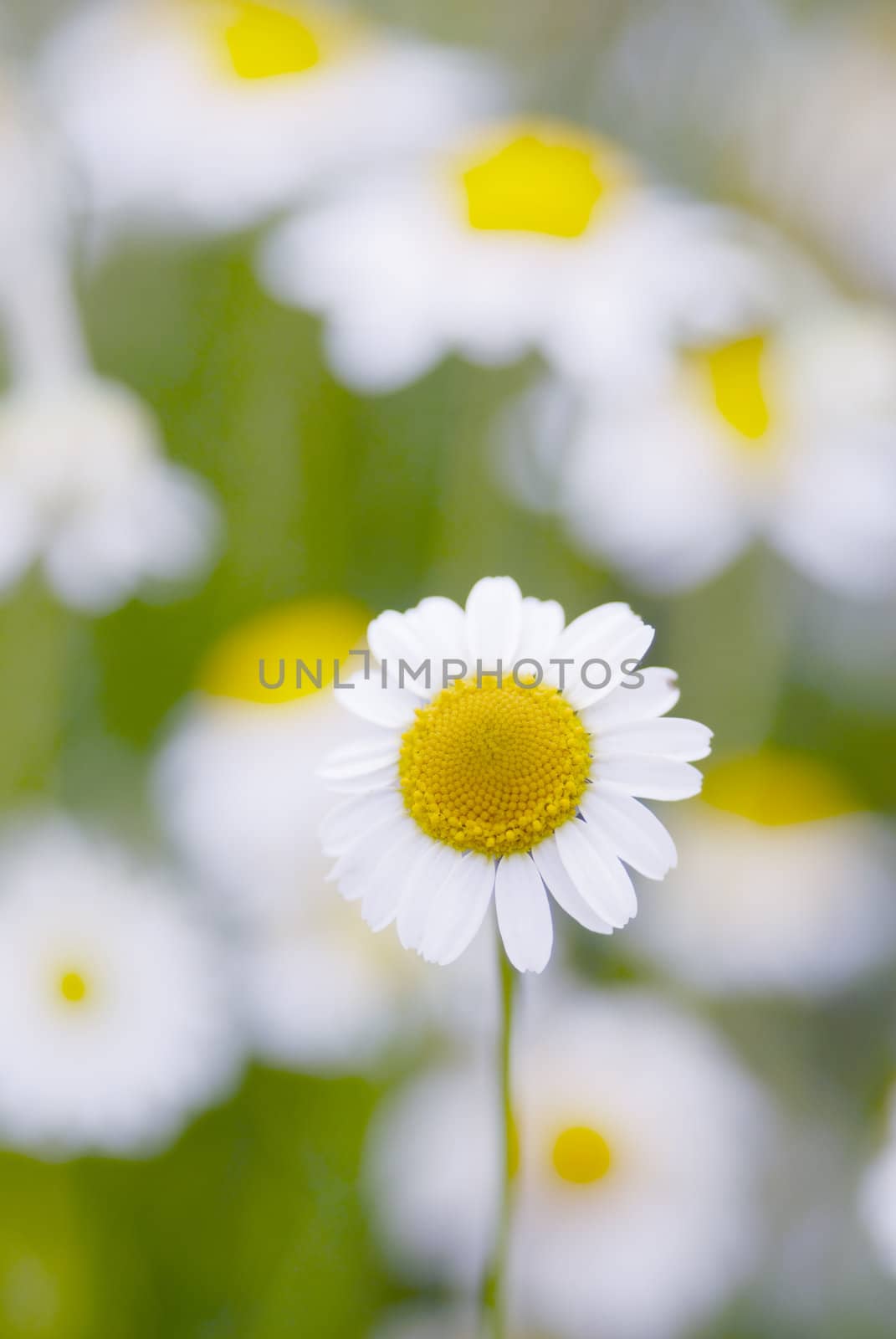 Camomile flowers, focus on one flower, shallow dof.