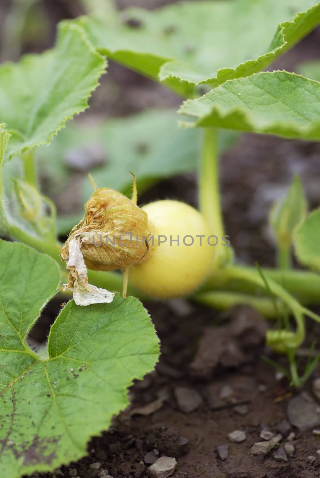 First growth of a giant pumpkin on an organic allotment.