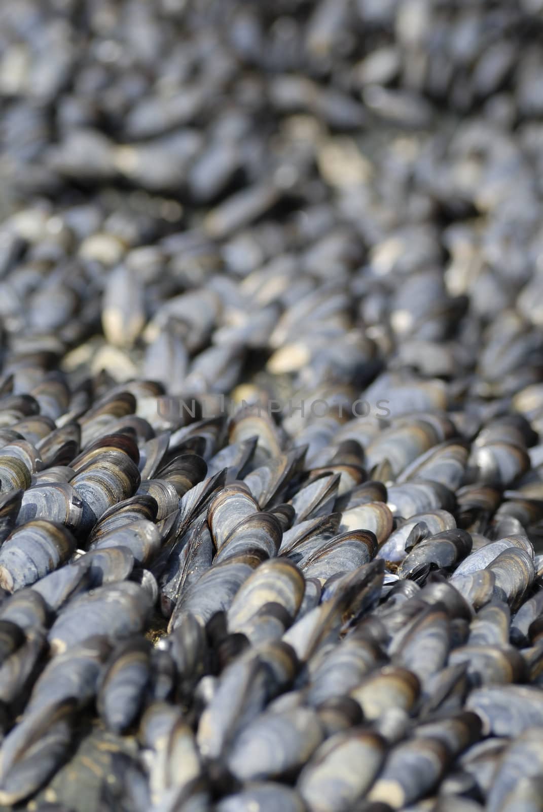 Large group of mussles shot with tight composition.