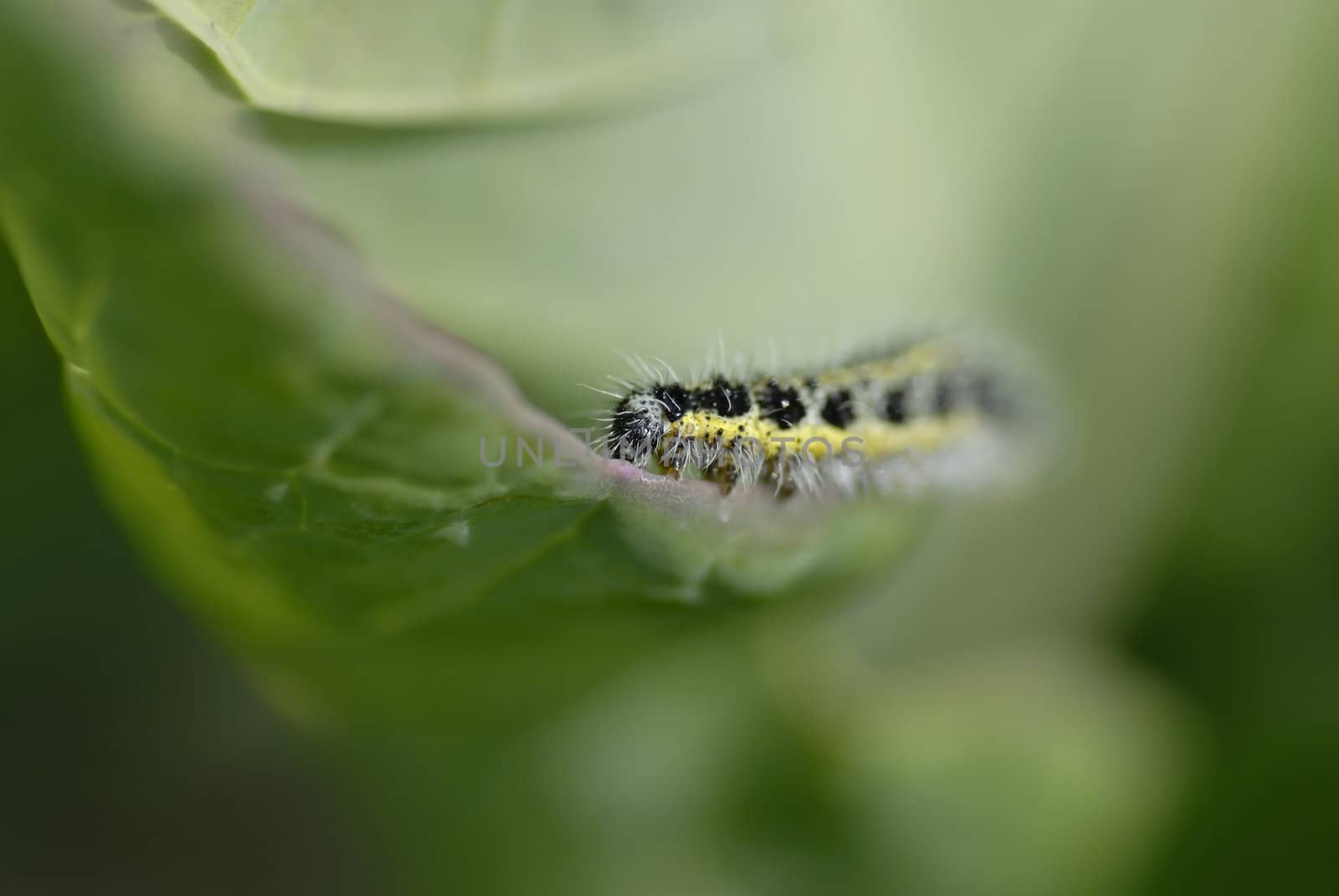 Yellow and black hairy catipillar eating a cabbage leaf. Short DOF focus on catipillar.  