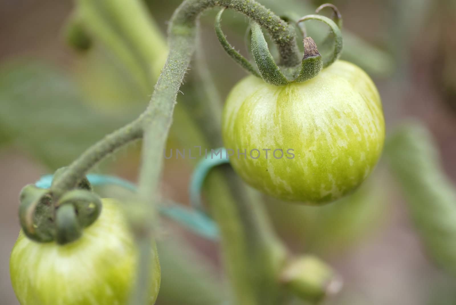 Small Green Zebra tomatoes growing on the vine.