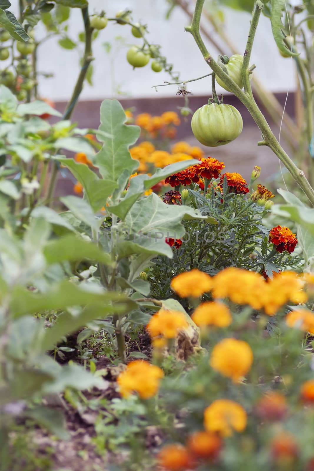 Companion planting of tomatoes & marigolds.