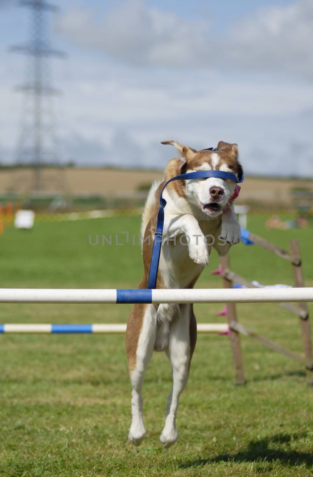 Husky-cross dog jumping an agility barrier with lead covering his eyes.