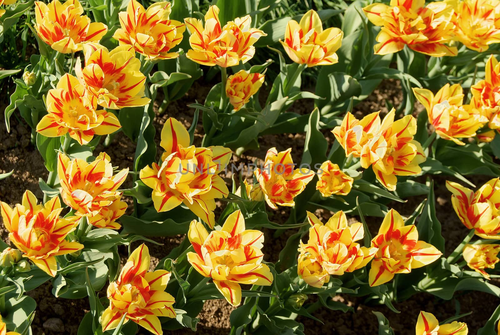 Close up of colorful springtime yellow and red striped double tulips