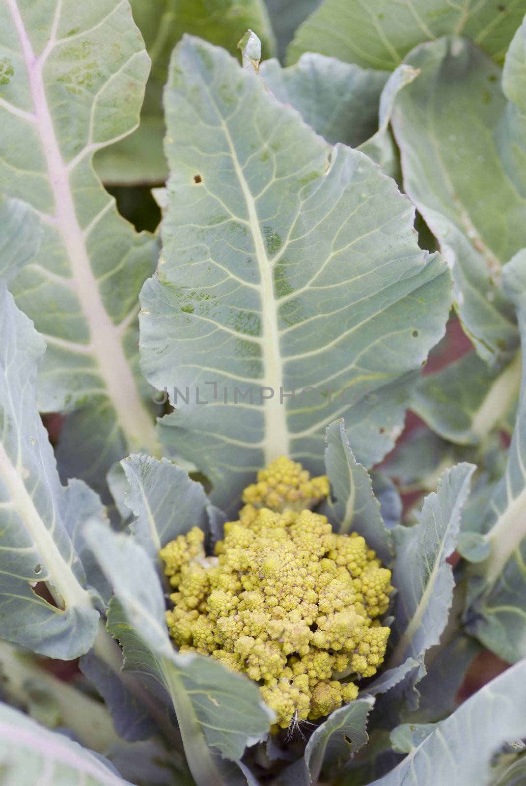 One organic Romanesc Broccoli flower growing on an allotment.