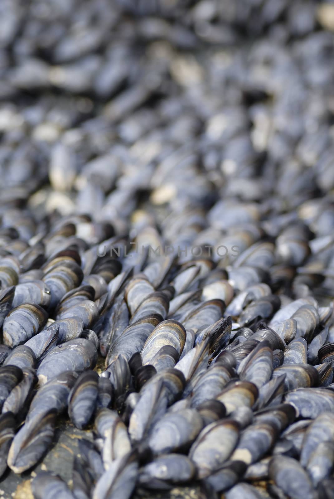 Large group of mussles shot with tight composition.