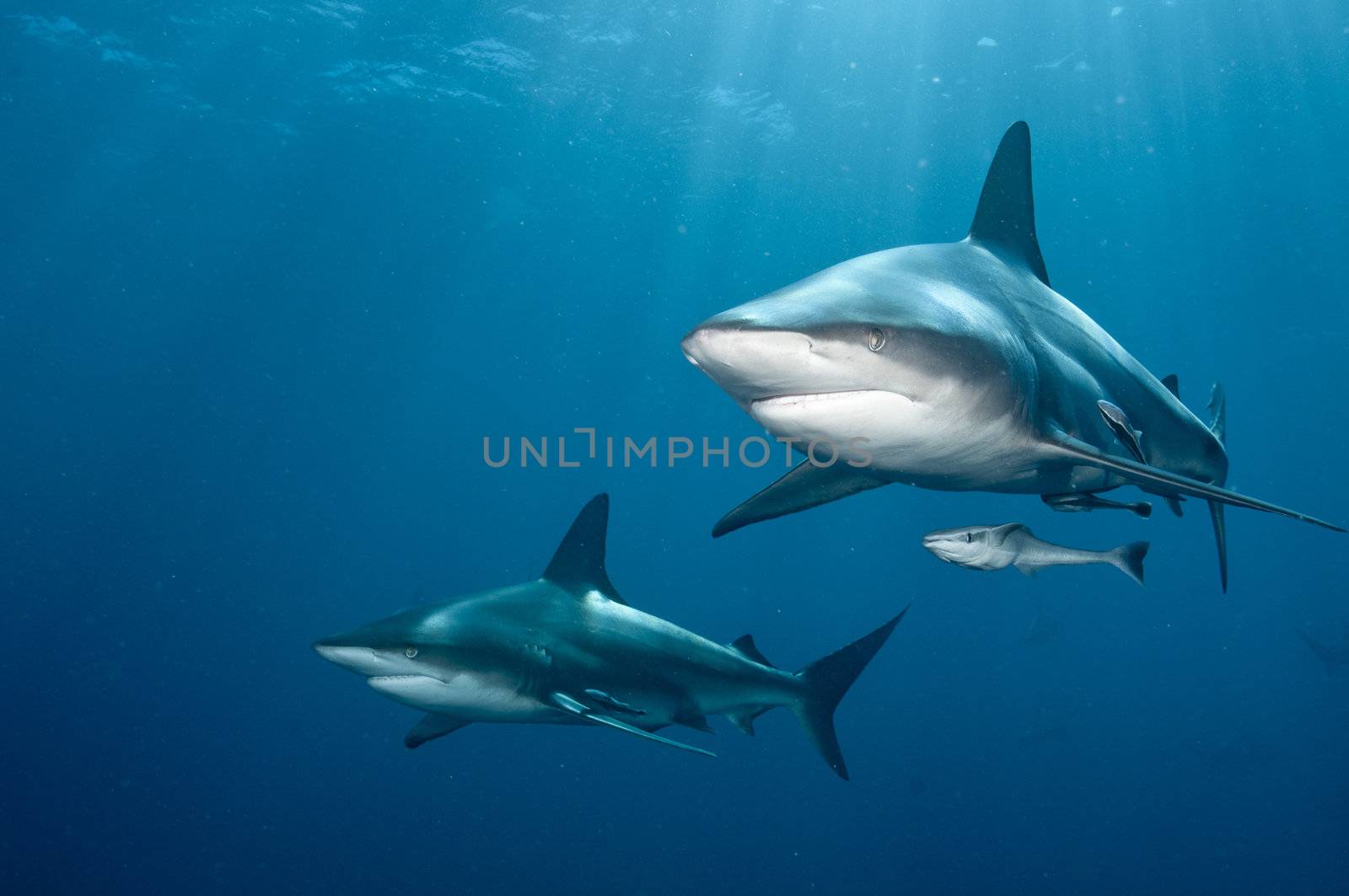 The front view of two blacktip sharks nearing, KwaZulu Natal, South Africa