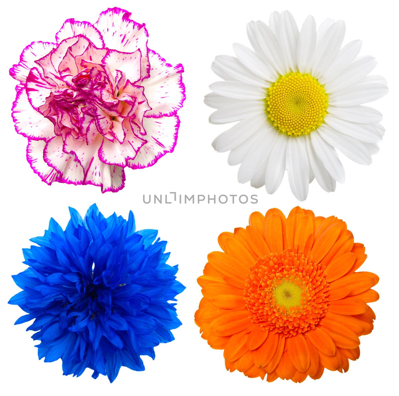 Set of colorful flowers isolated on a white background 