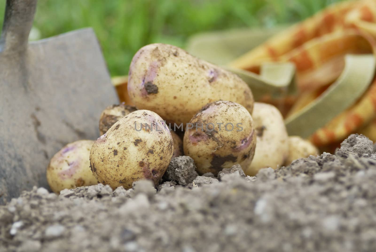 Kestrel Potatoes harvested from an allotment.