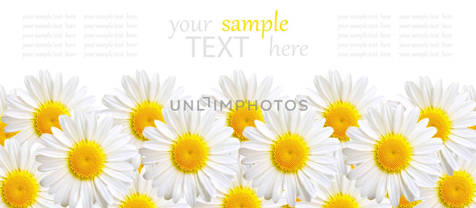 camomile background, isolated on white,  with with room for text