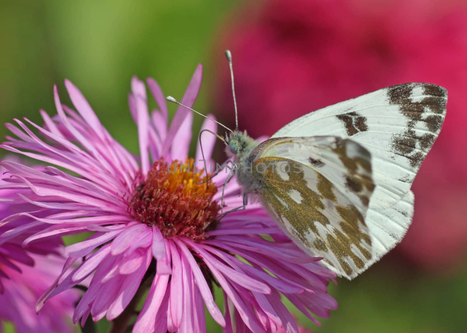 white cabbage butterfly on chrysanthemum