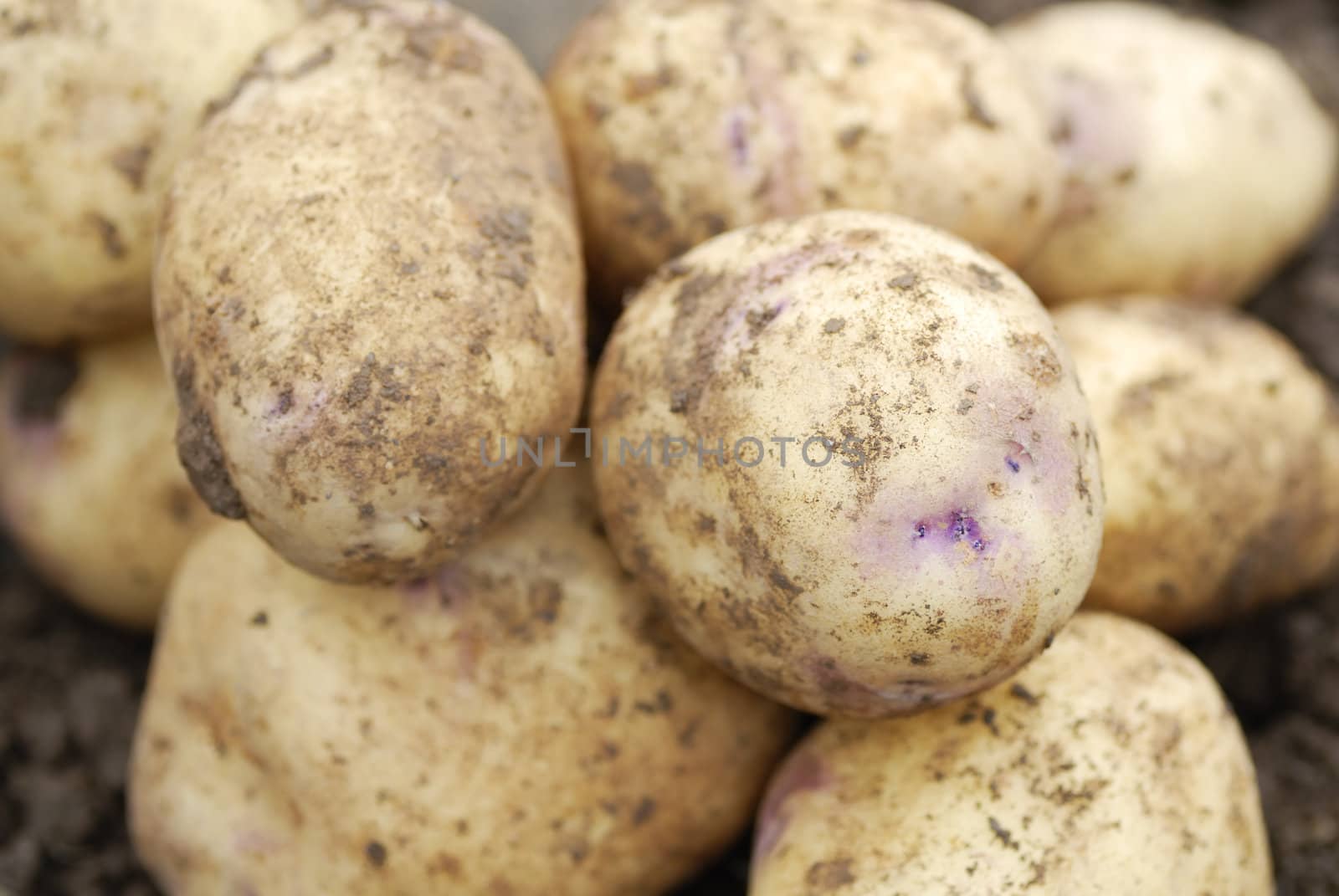 Pile of freshly harvested Kestrel potatoes. 