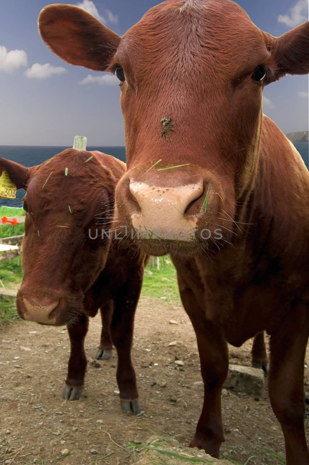 Close up photo of two cows facing the camera.