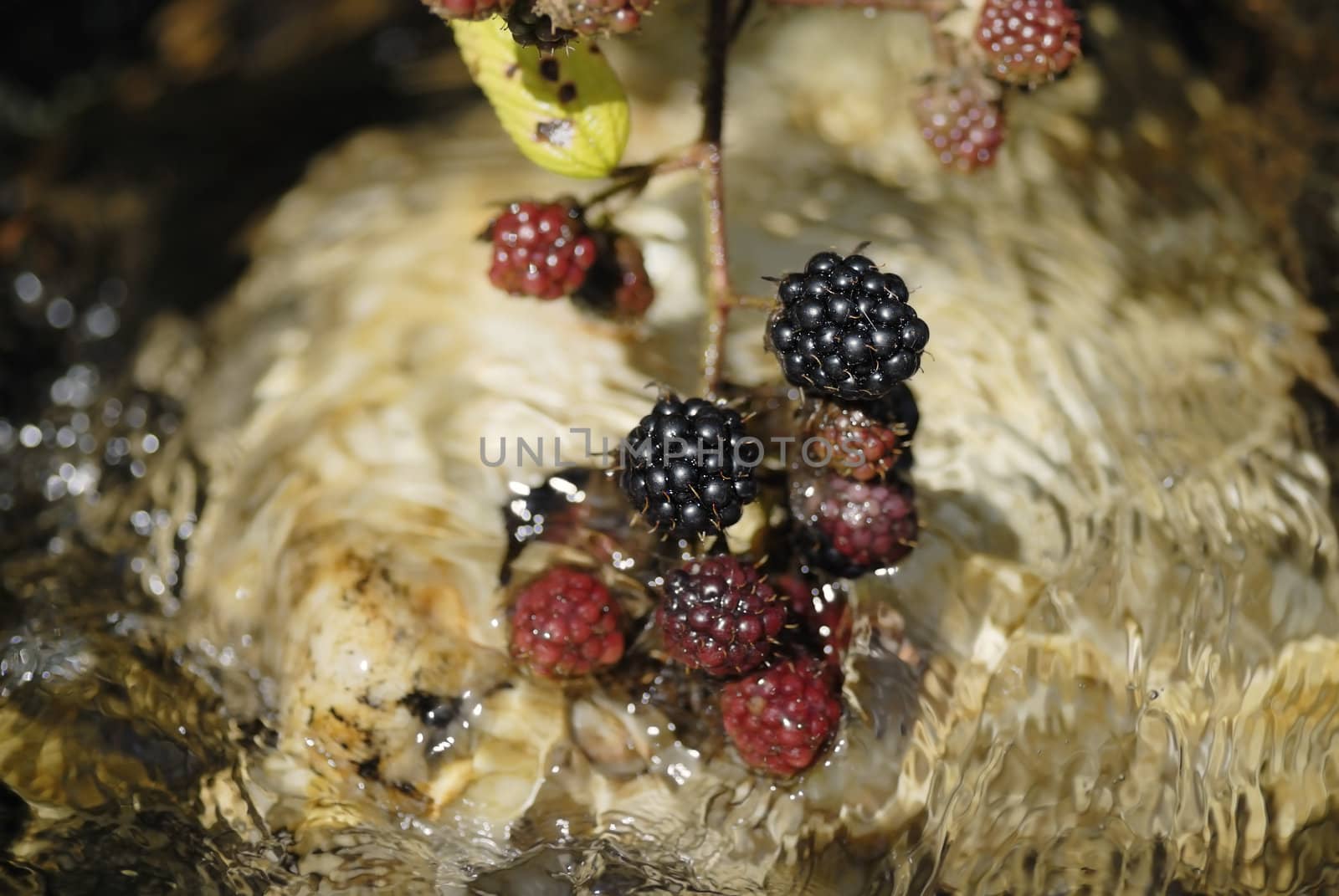 Wiild blackberries hanging over running water from a stream.