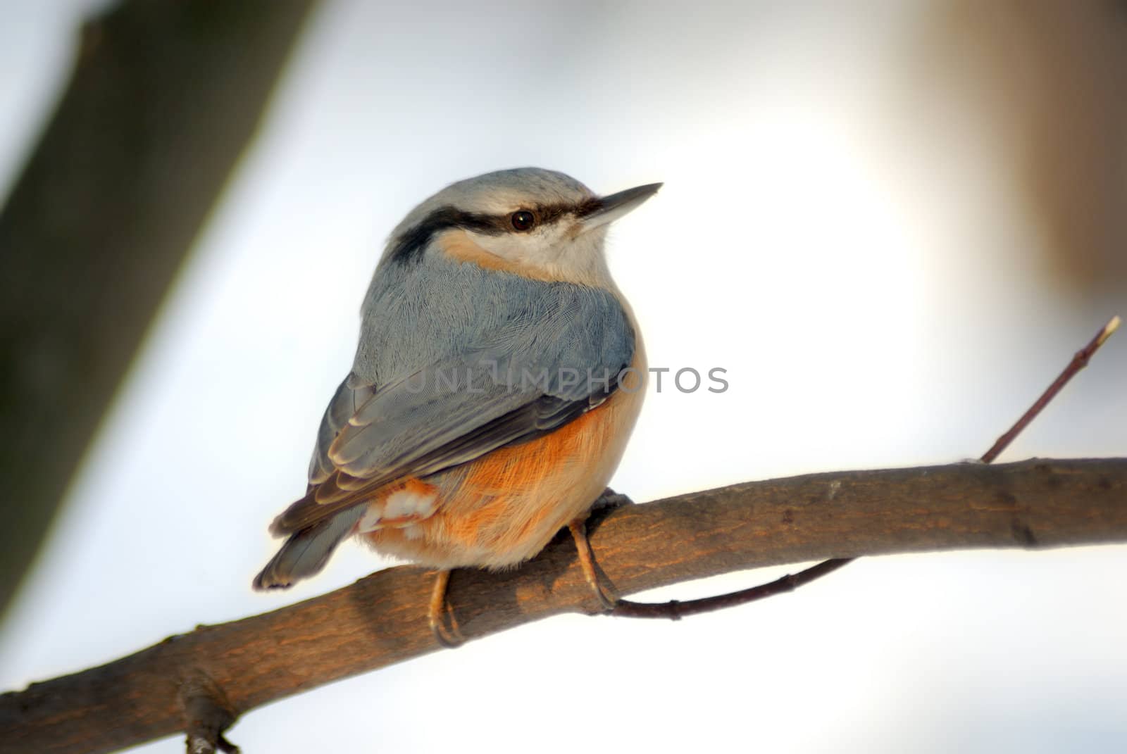 The nuthatch is a plump bird about the size of a great tit that resembles a small woodpecker. It is blue-grey above and whitish below, with chestnut on its sides and under its tail. It has a black stripe on its head, a long black pointed bill, and short legs. It breeds in central and southern England and in Wales, and is resident, with birds seldom travelling far from the woods where they hatch.