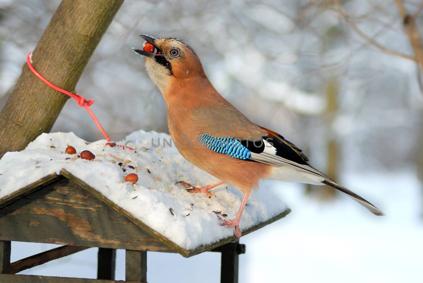 Winter shot of a Jay stealing nuts from a small bird feeder.
