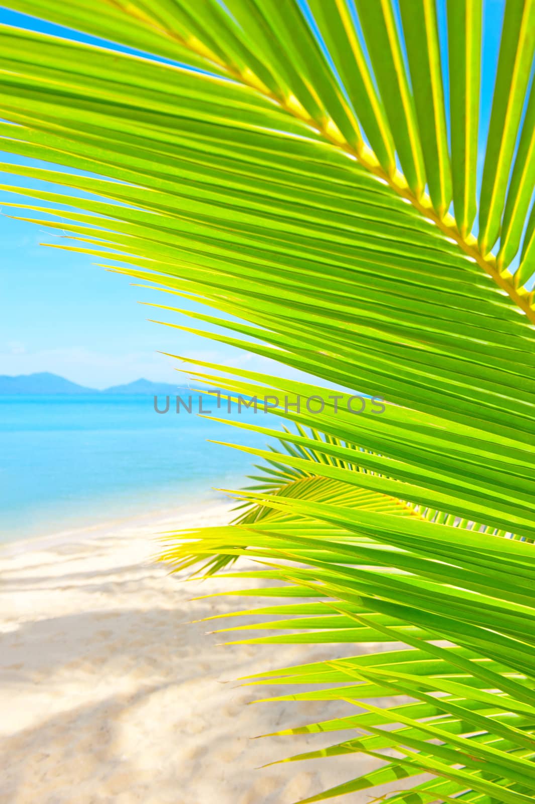 Beautiful tropical beach with palm tree and sand