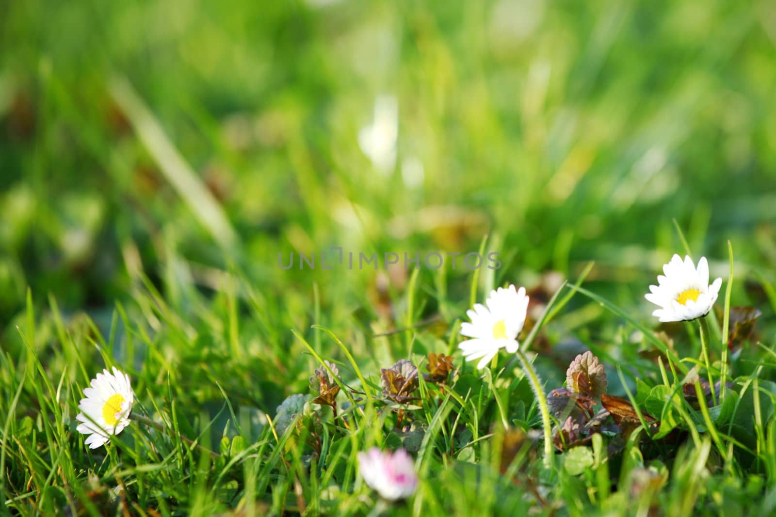 camomiles in green grass close up
