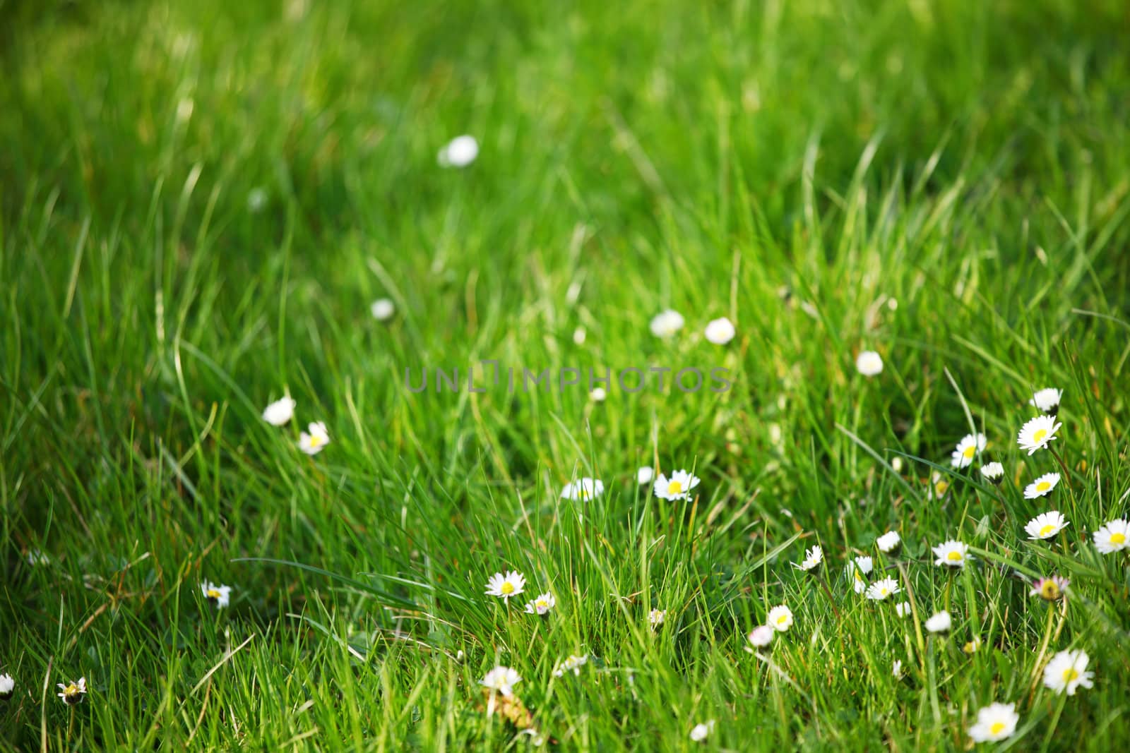 camomiles in green grass close up