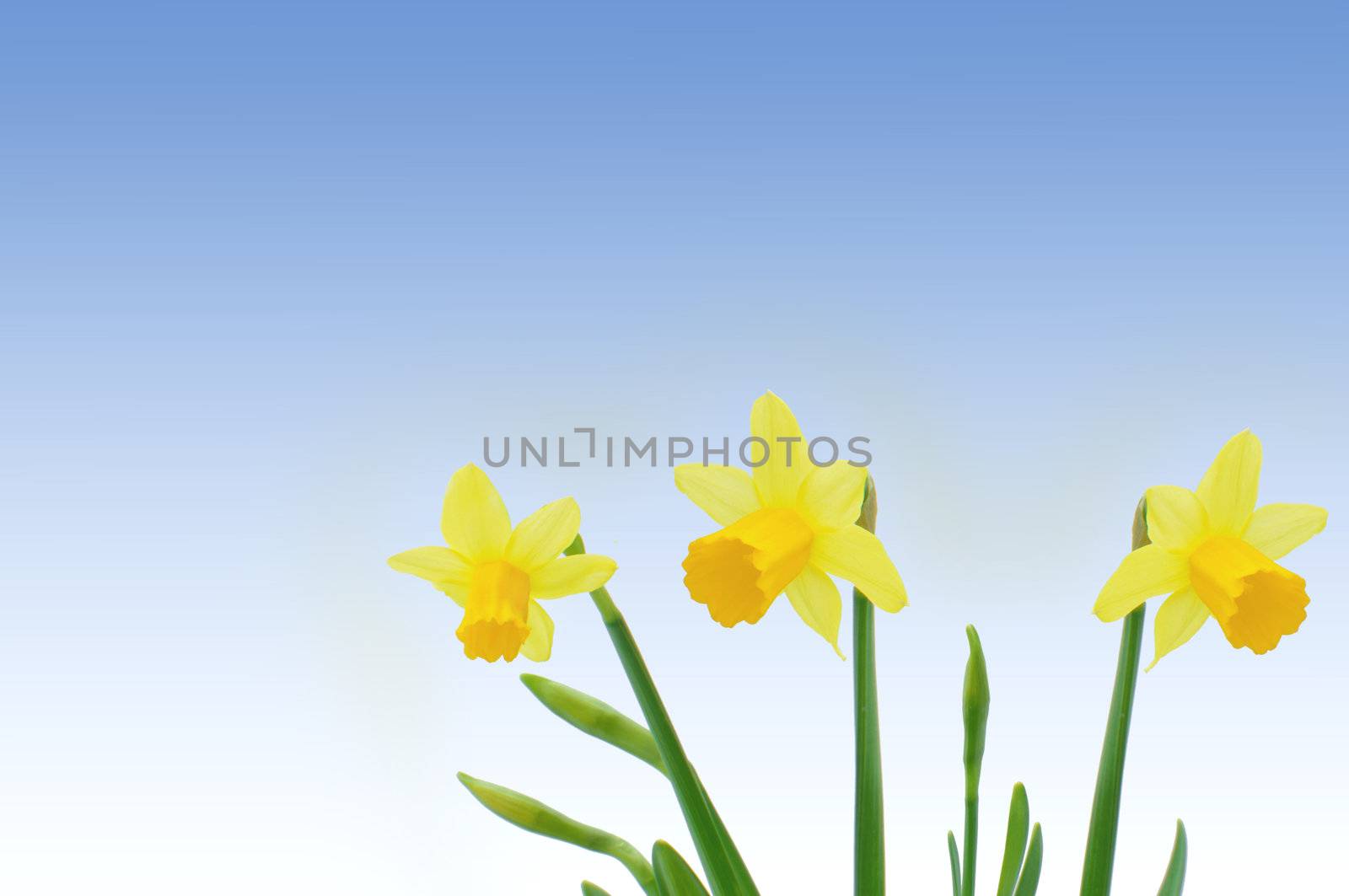 Spring daffodils over a blue sky background