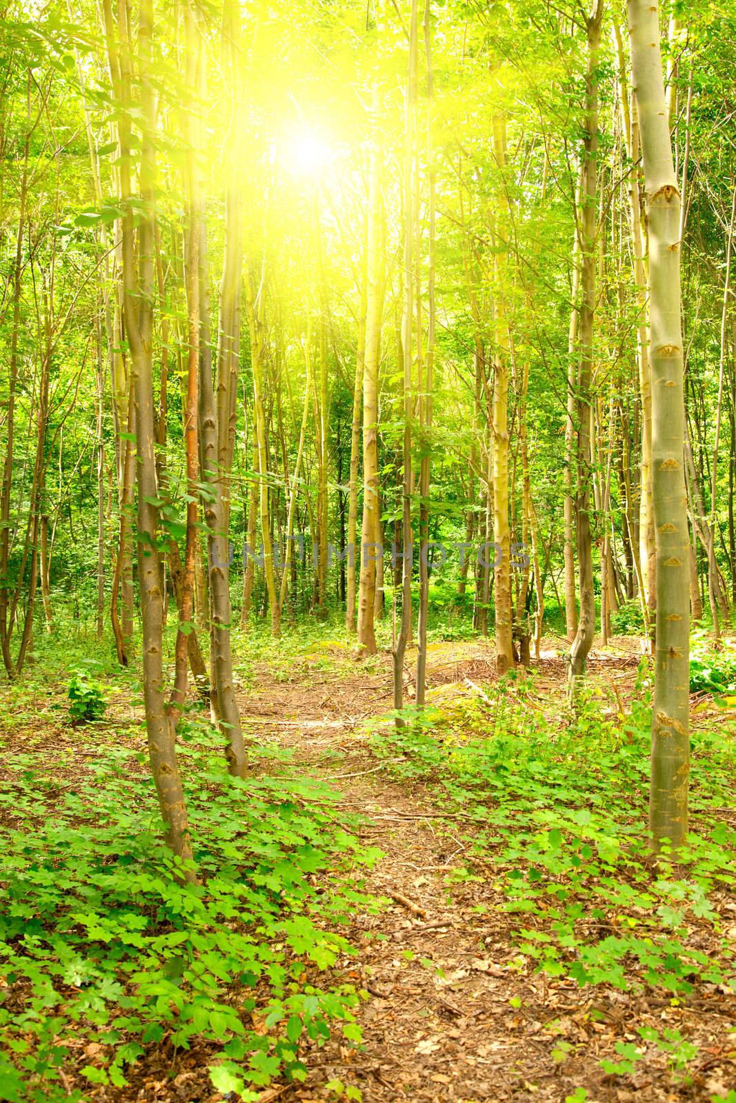 Morning forest with a footpath and sun beams by motorolka