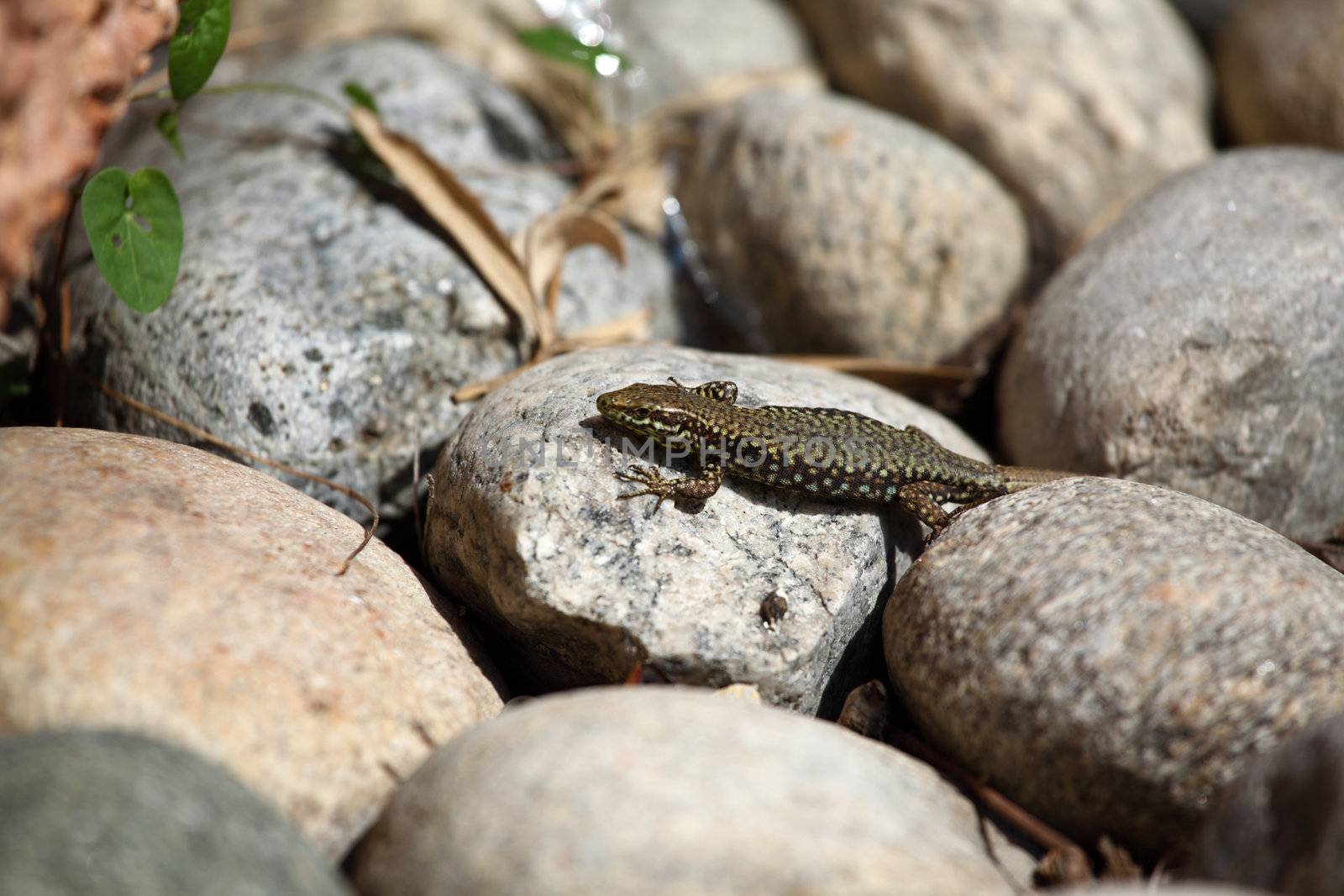 lizard on rock under the sun