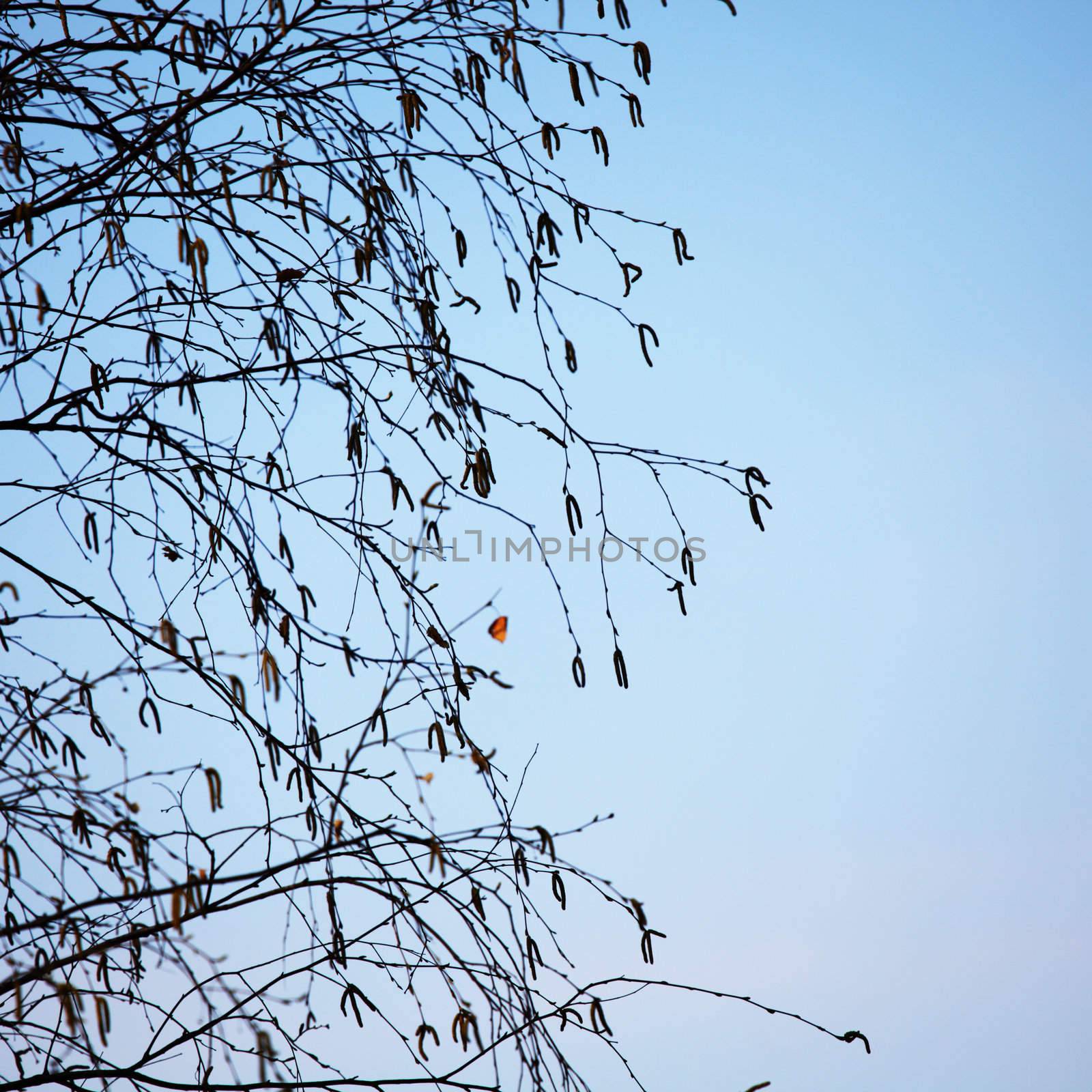 branches on a background of blue sky