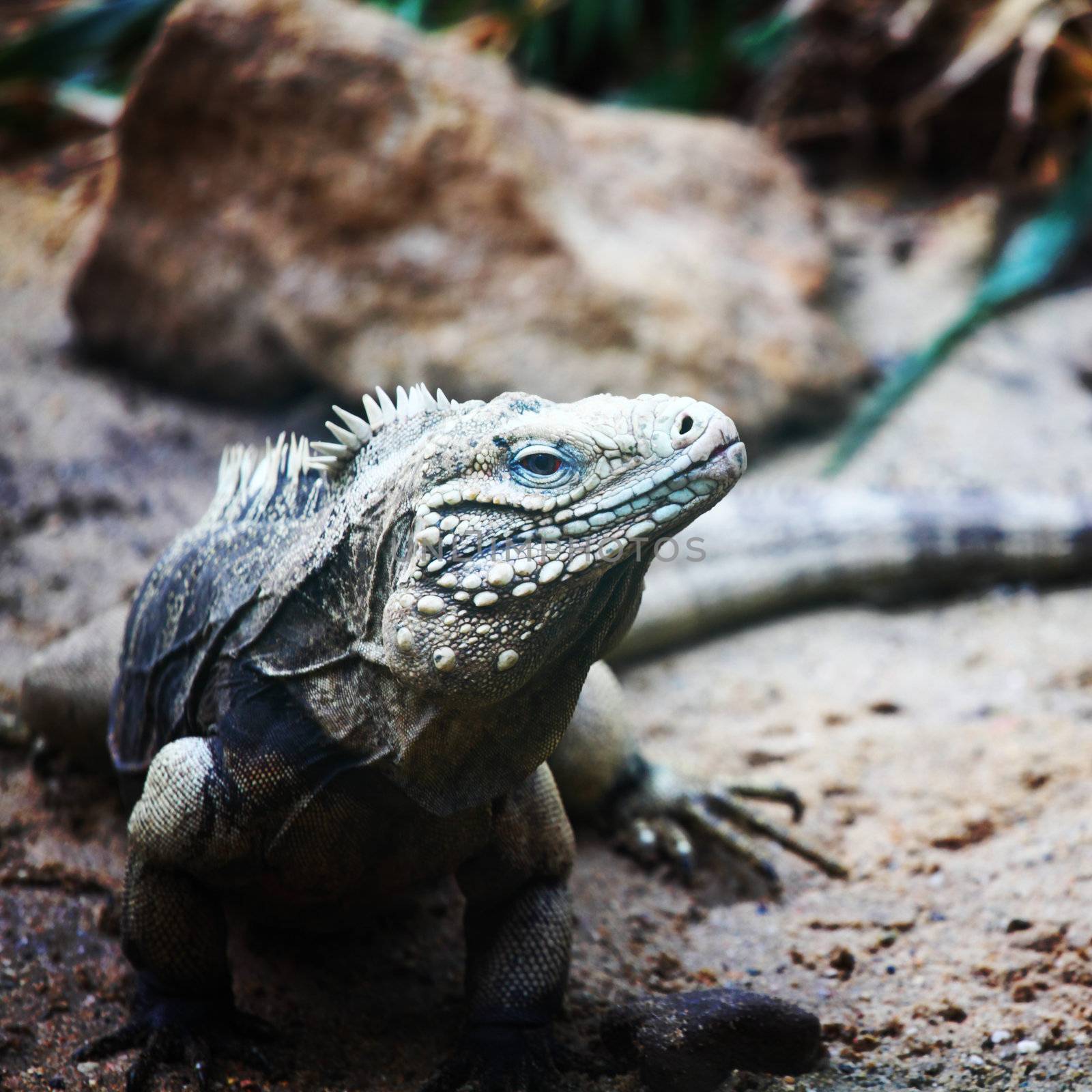 close up lizard in zoo