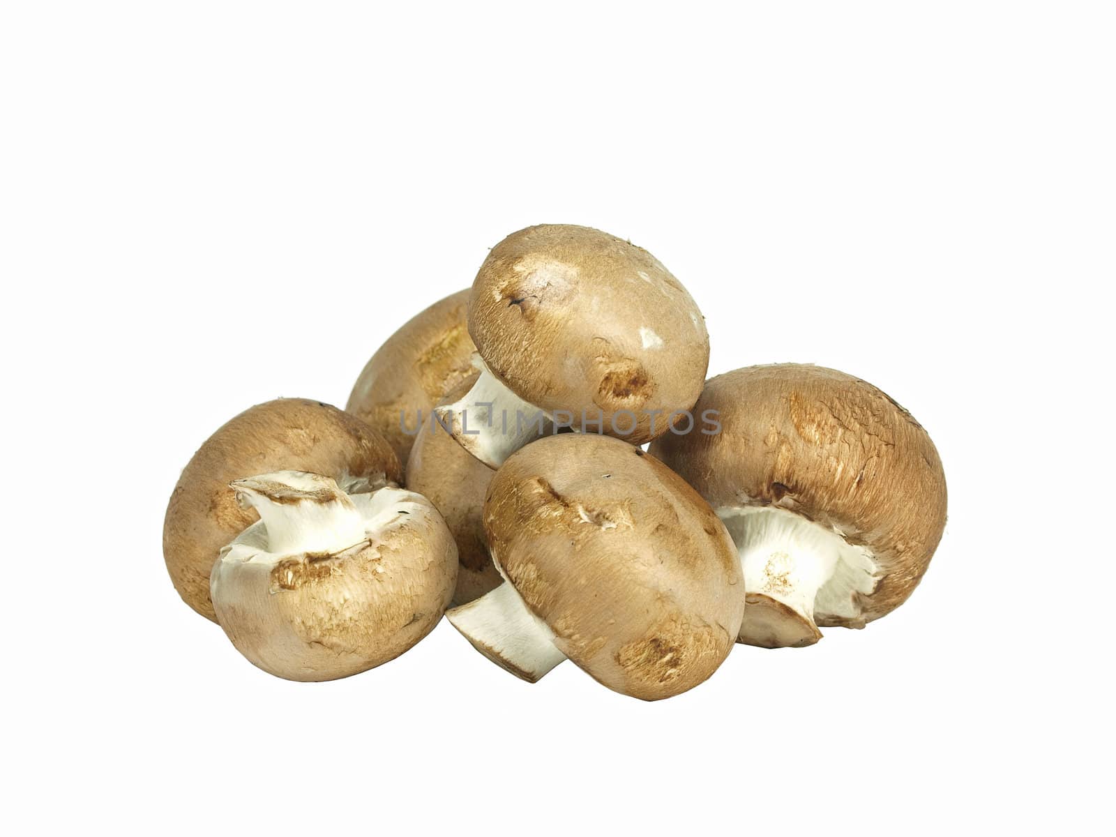 isolated pile of brown edible mushrooms on white