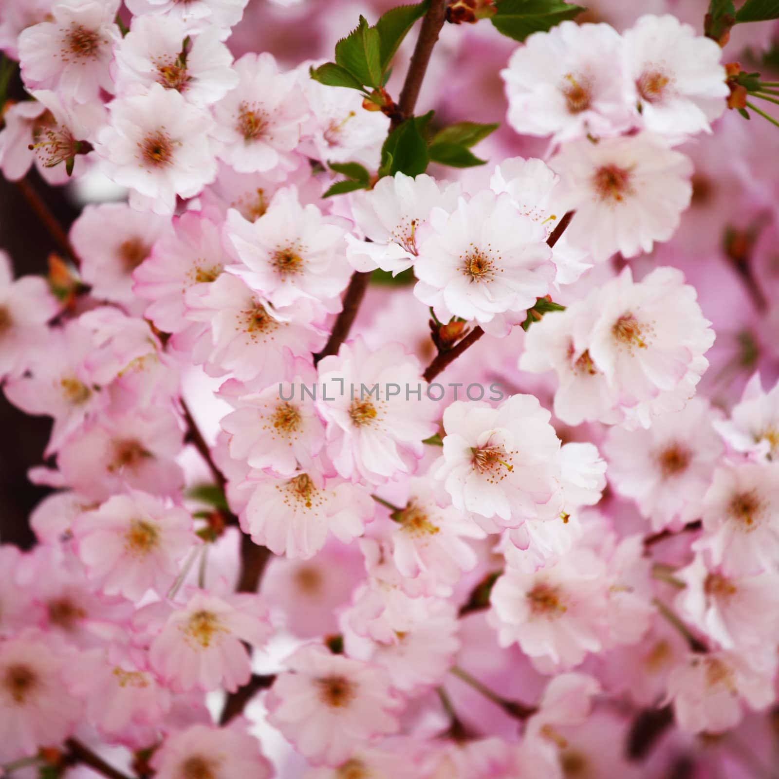 pink sacura macro close up