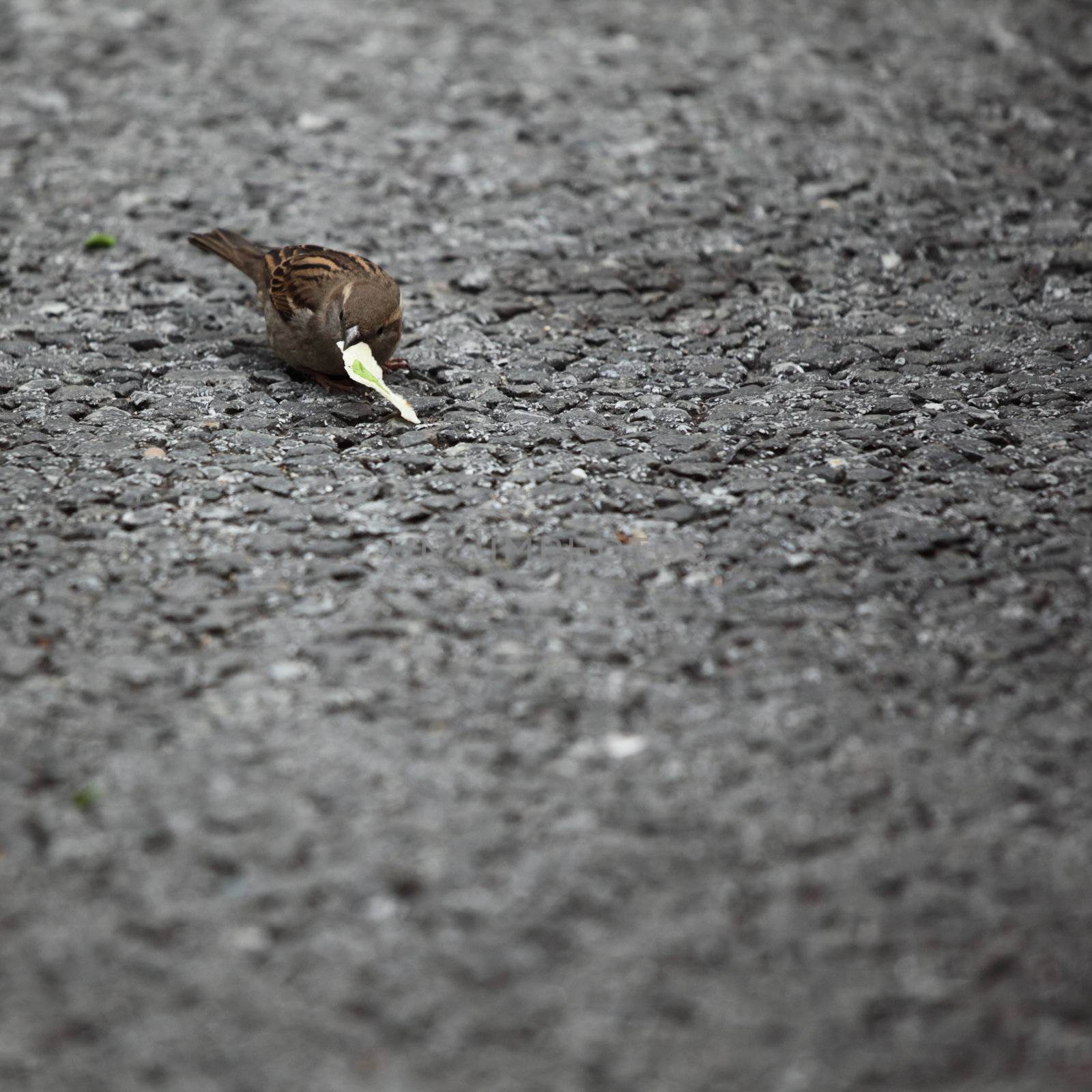  sparrow eat bread on ground