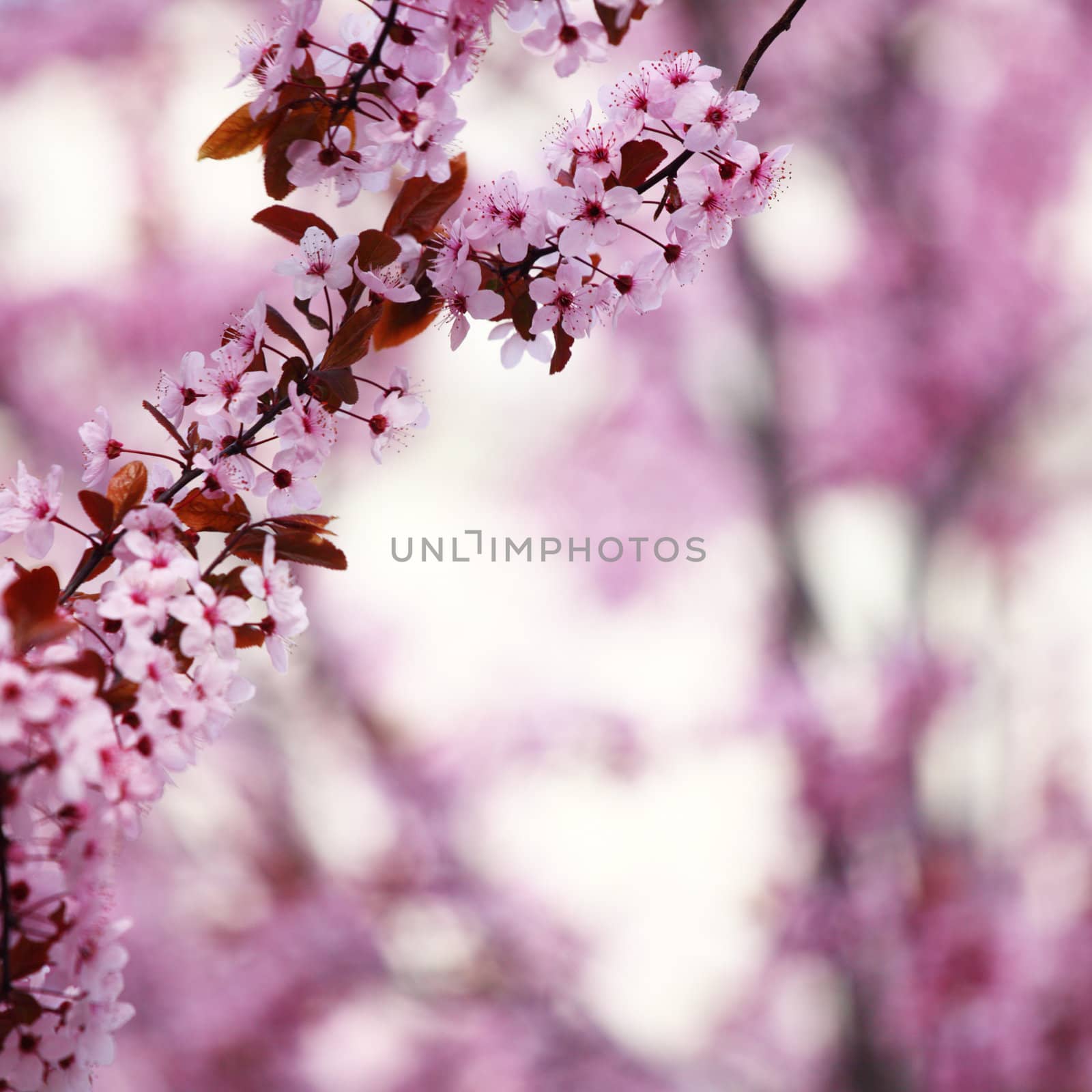 pink sacura macro close up