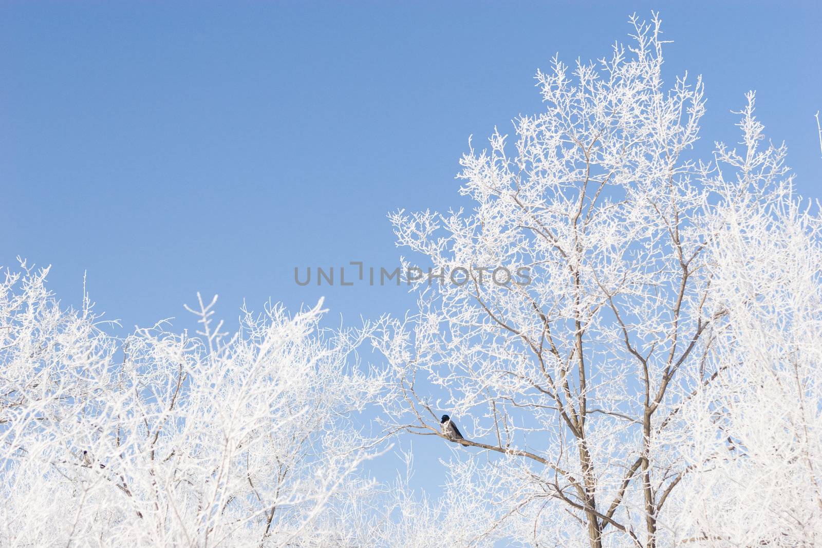 brunches or the trees covered with snow and a beautiful blue winter sky