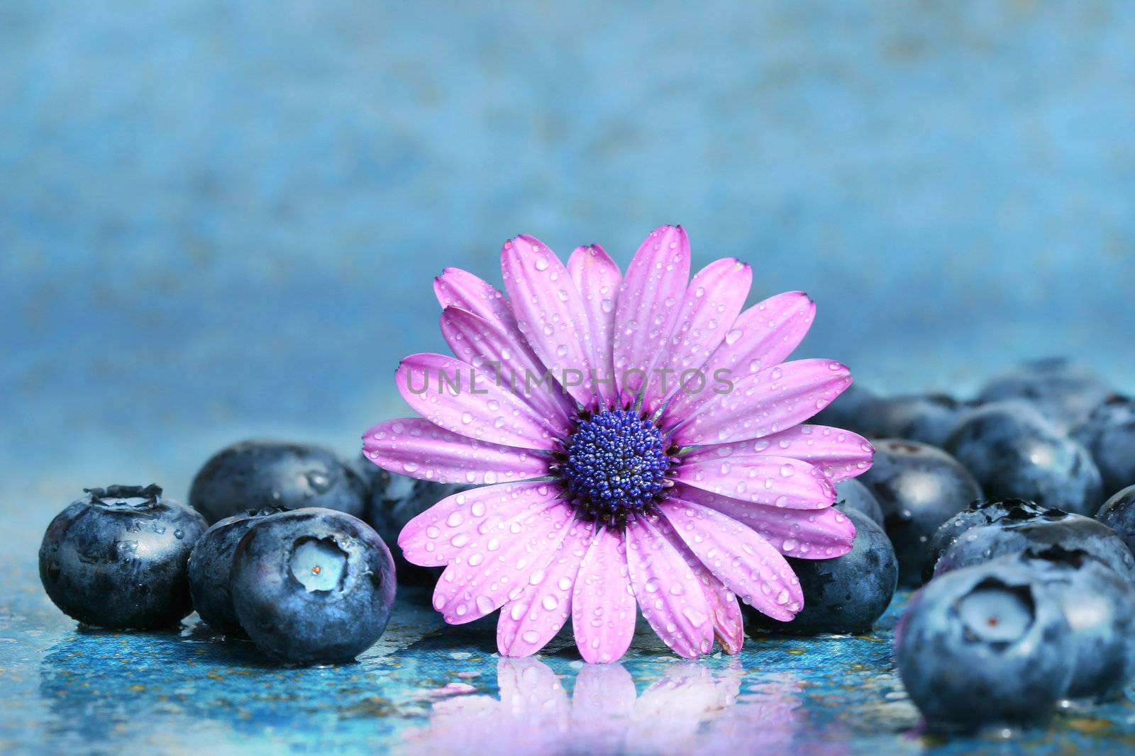 Pink daisy with blueberries by Sandralise
