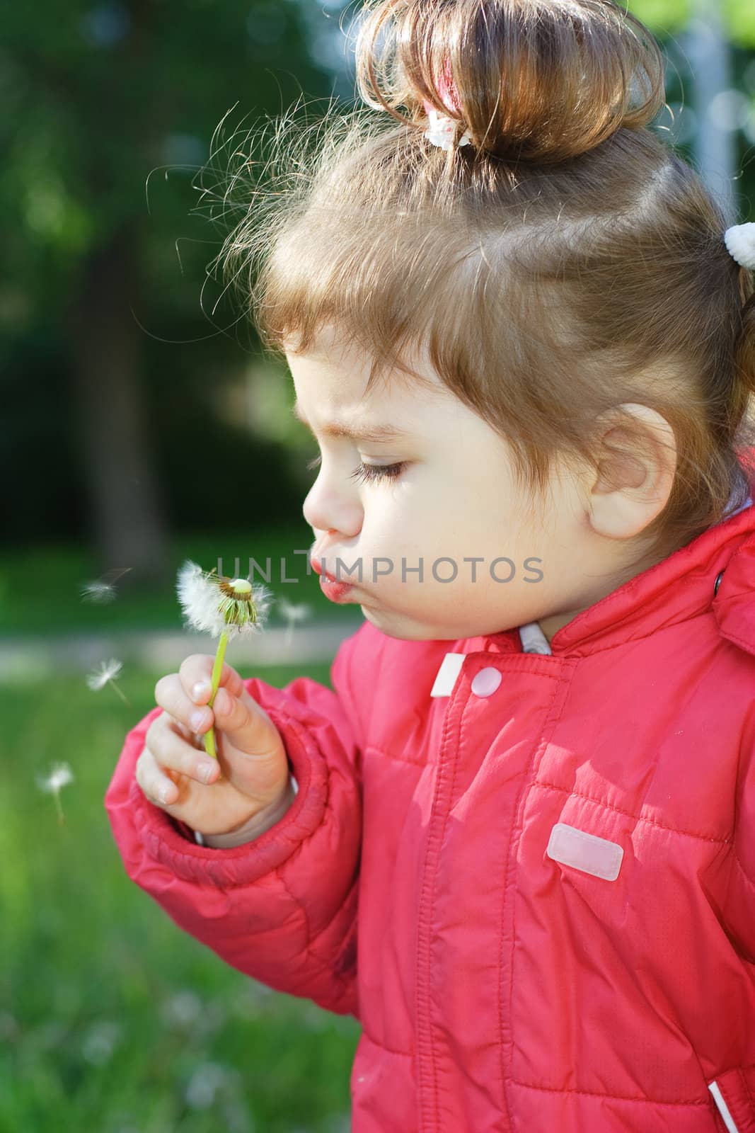 little girl in a red jacket hold a dandelion in the hand and flowing on it